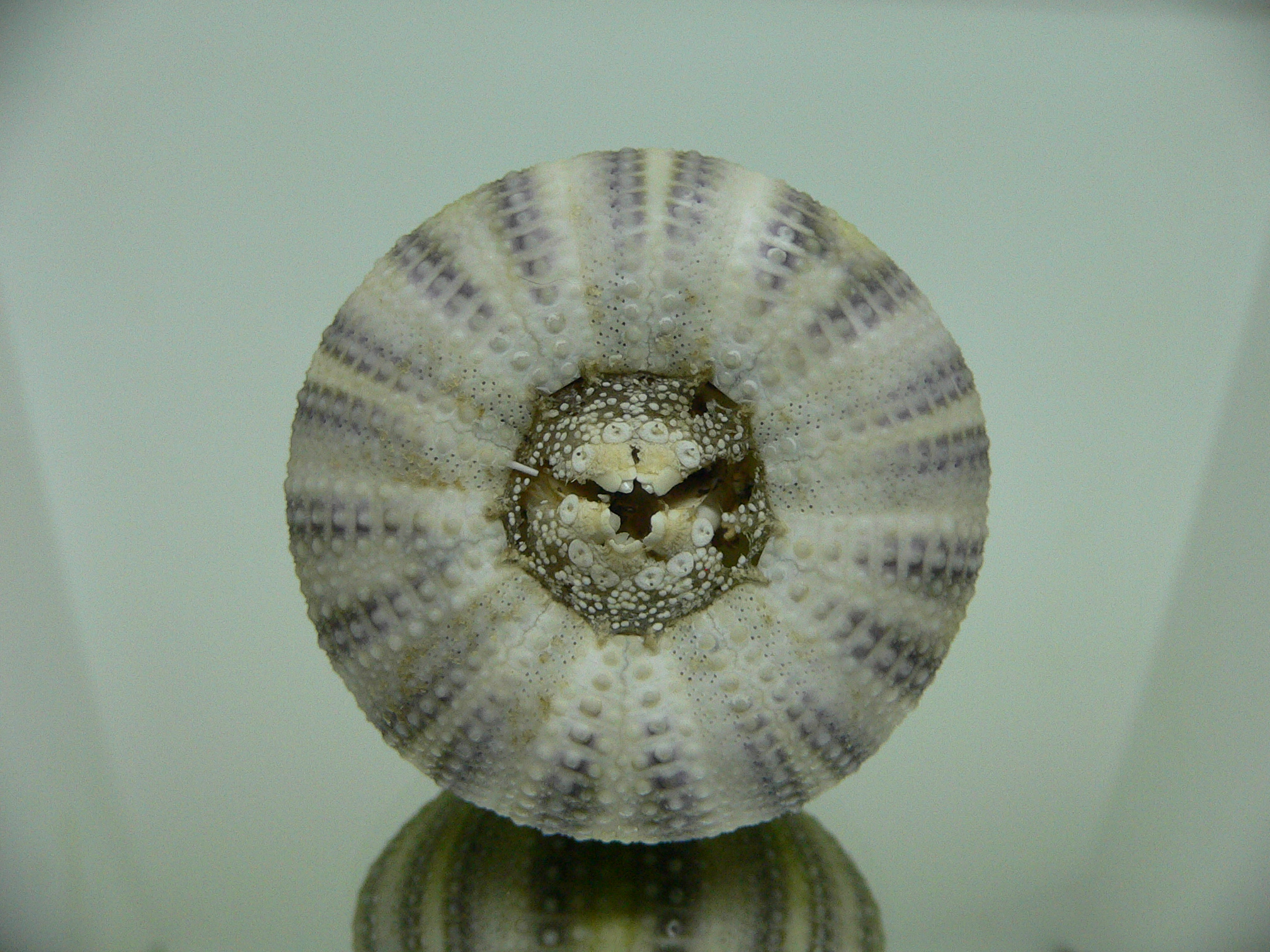 Strongylocentrotus pulchellus