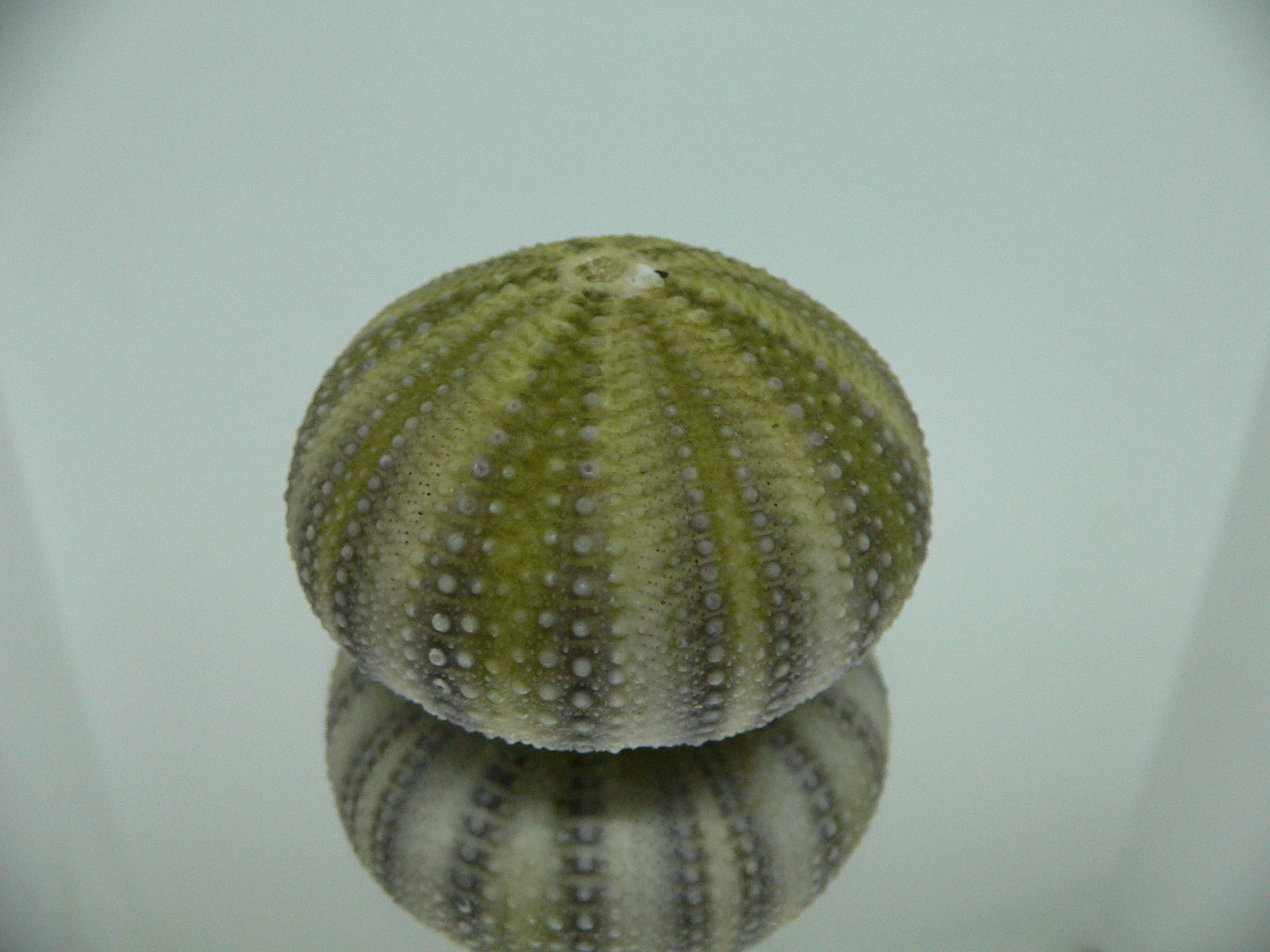 Strongylocentrotus pulchellus