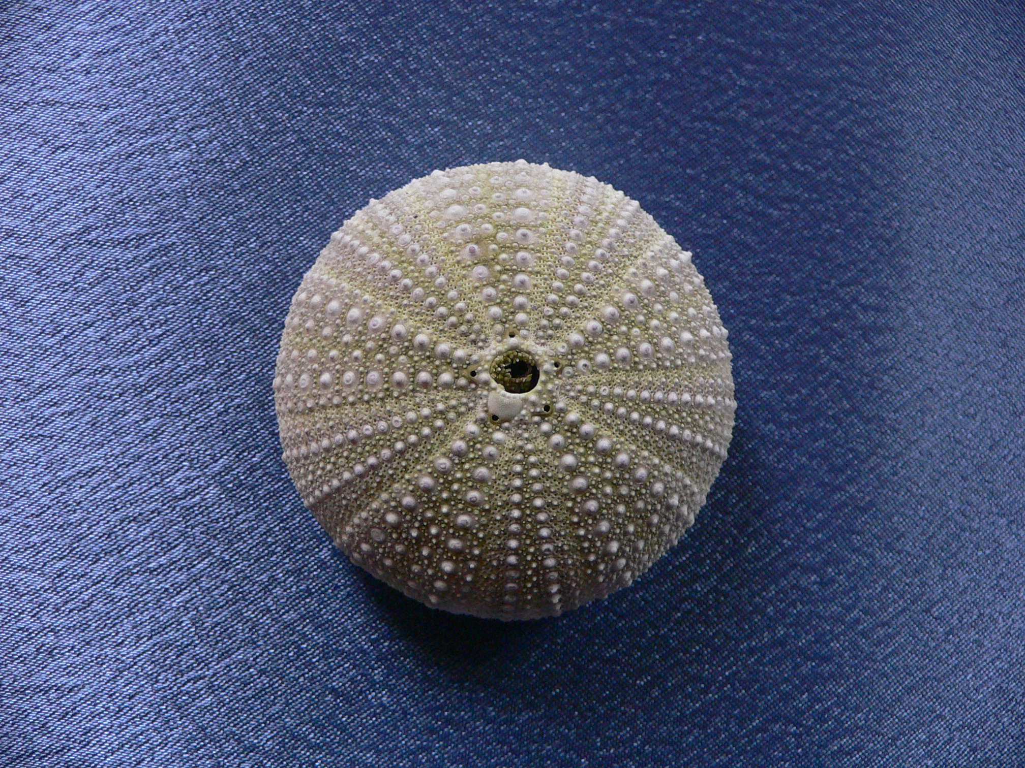 Strongylocentrotus pulchellus