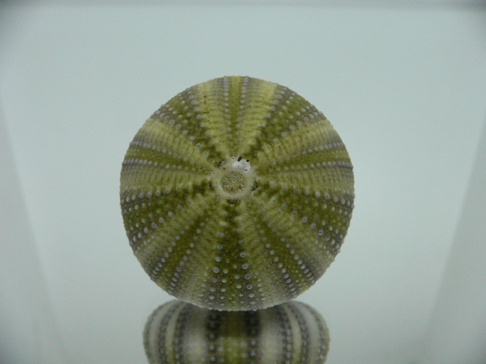 Strongylocentrotus pulchellus