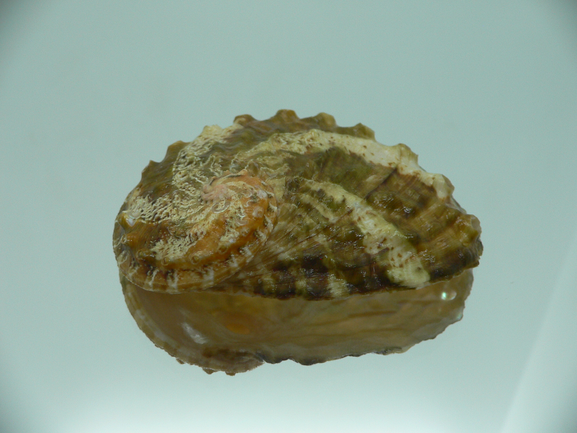 Haliotis ovina ovina BIG & MOTLEY