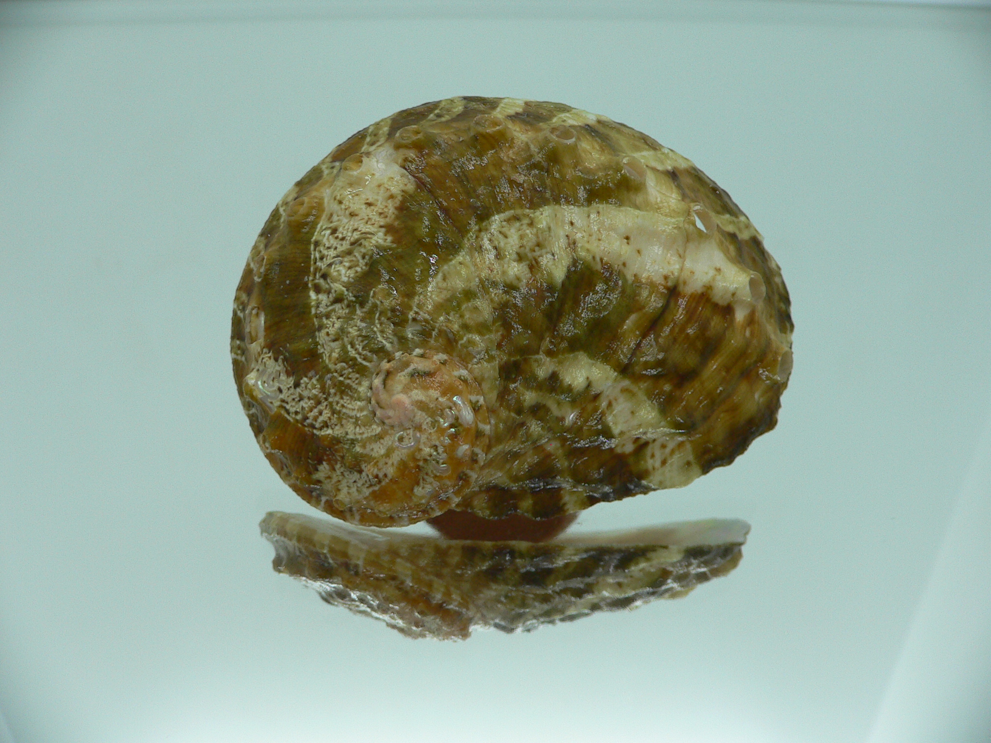 Haliotis ovina ovina BIG & MOTLEY