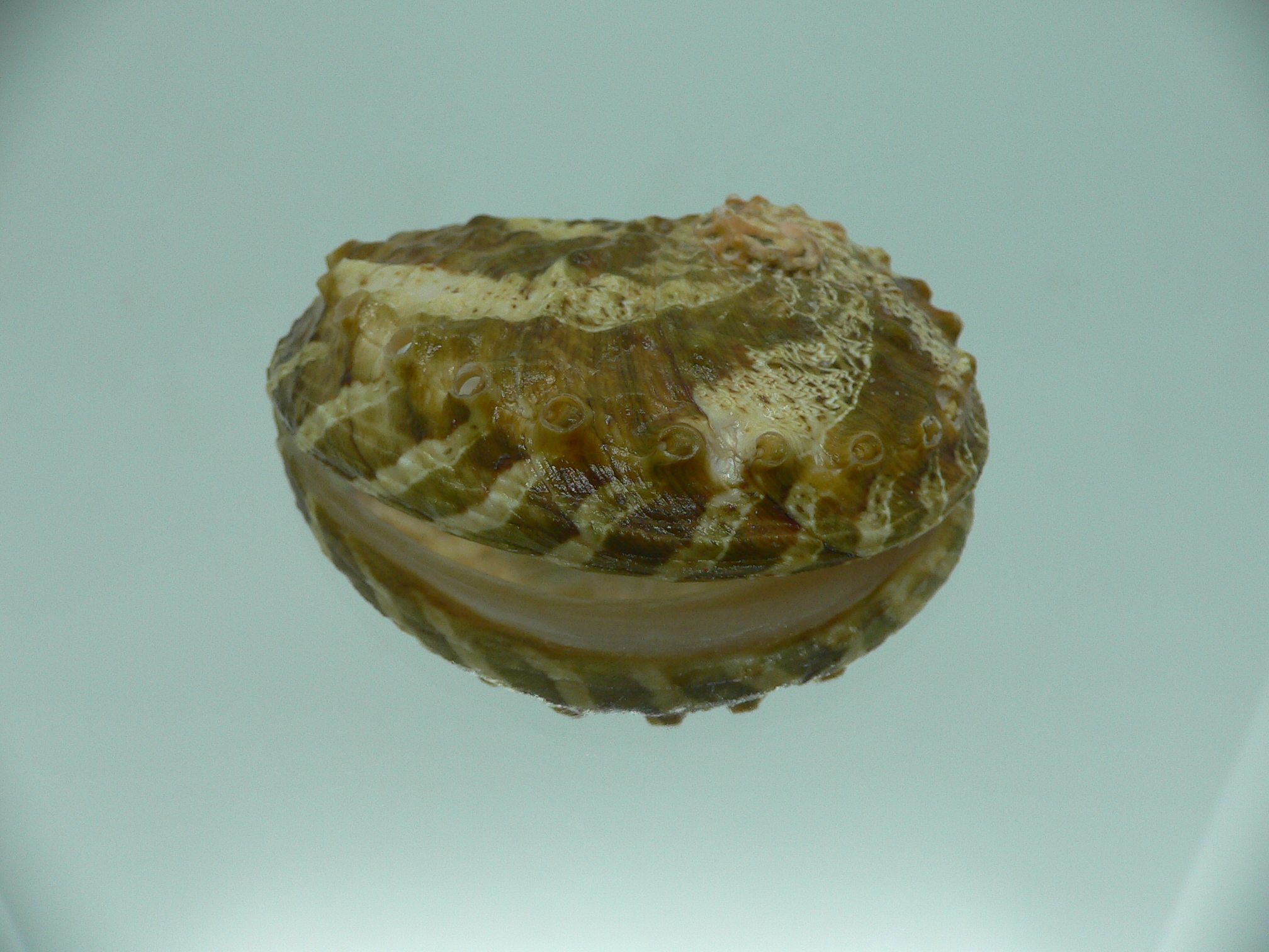 Haliotis ovina ovina BIG & MOTLEY