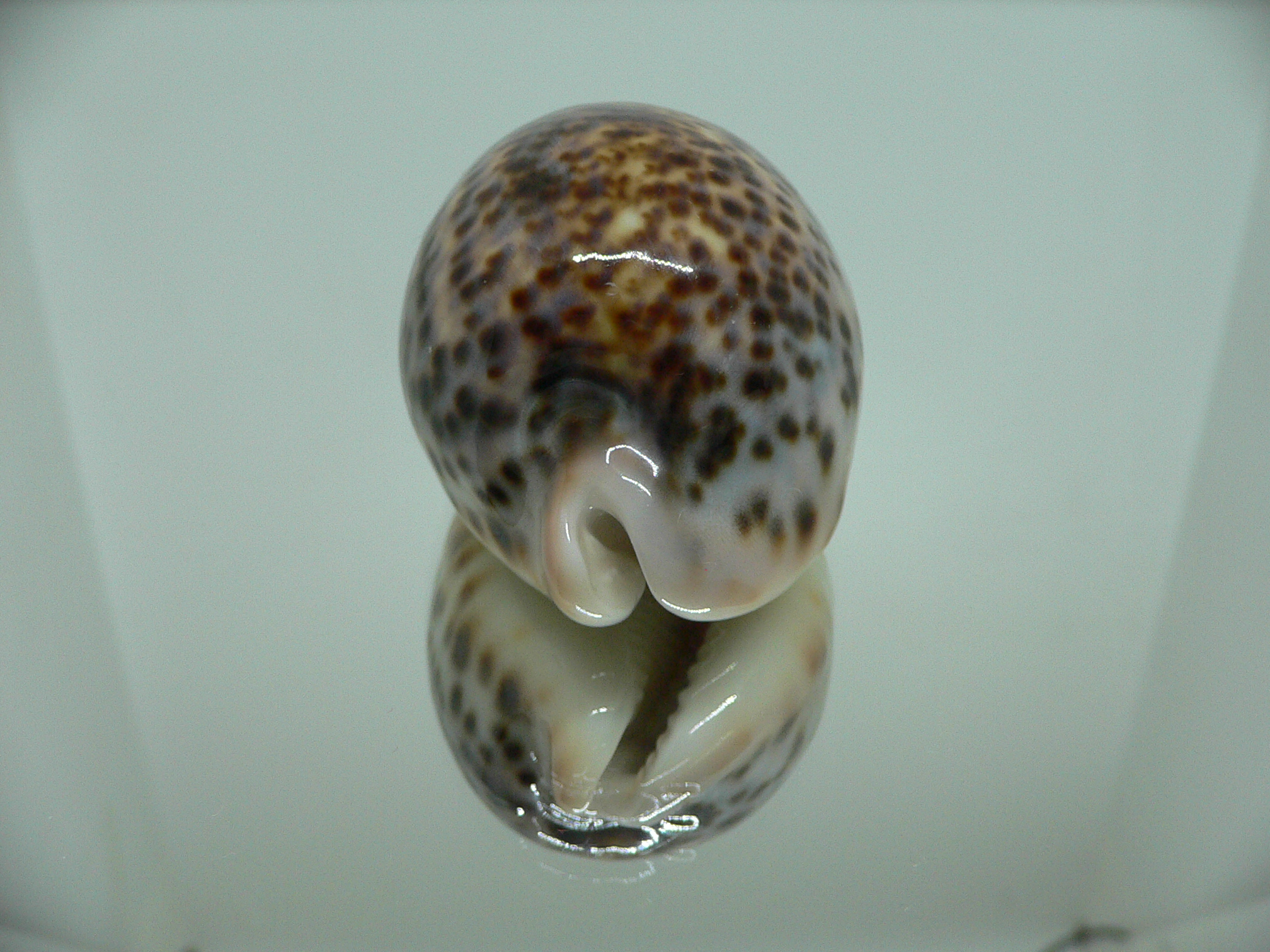 Cypraea pantherina YELLOW-VIOLET COLOR