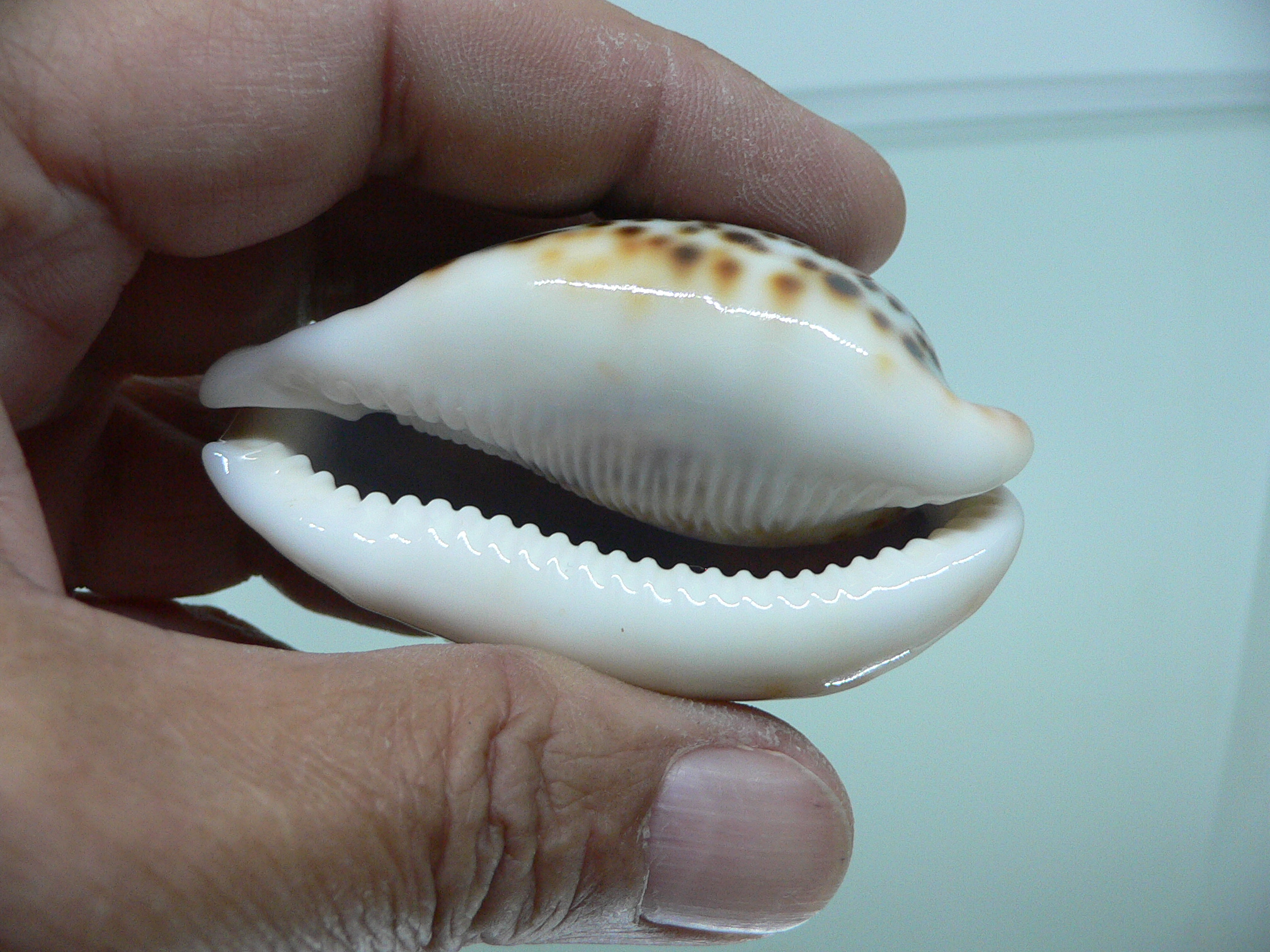 Cypraea pantherina YELLOW-VIOLET COLOR