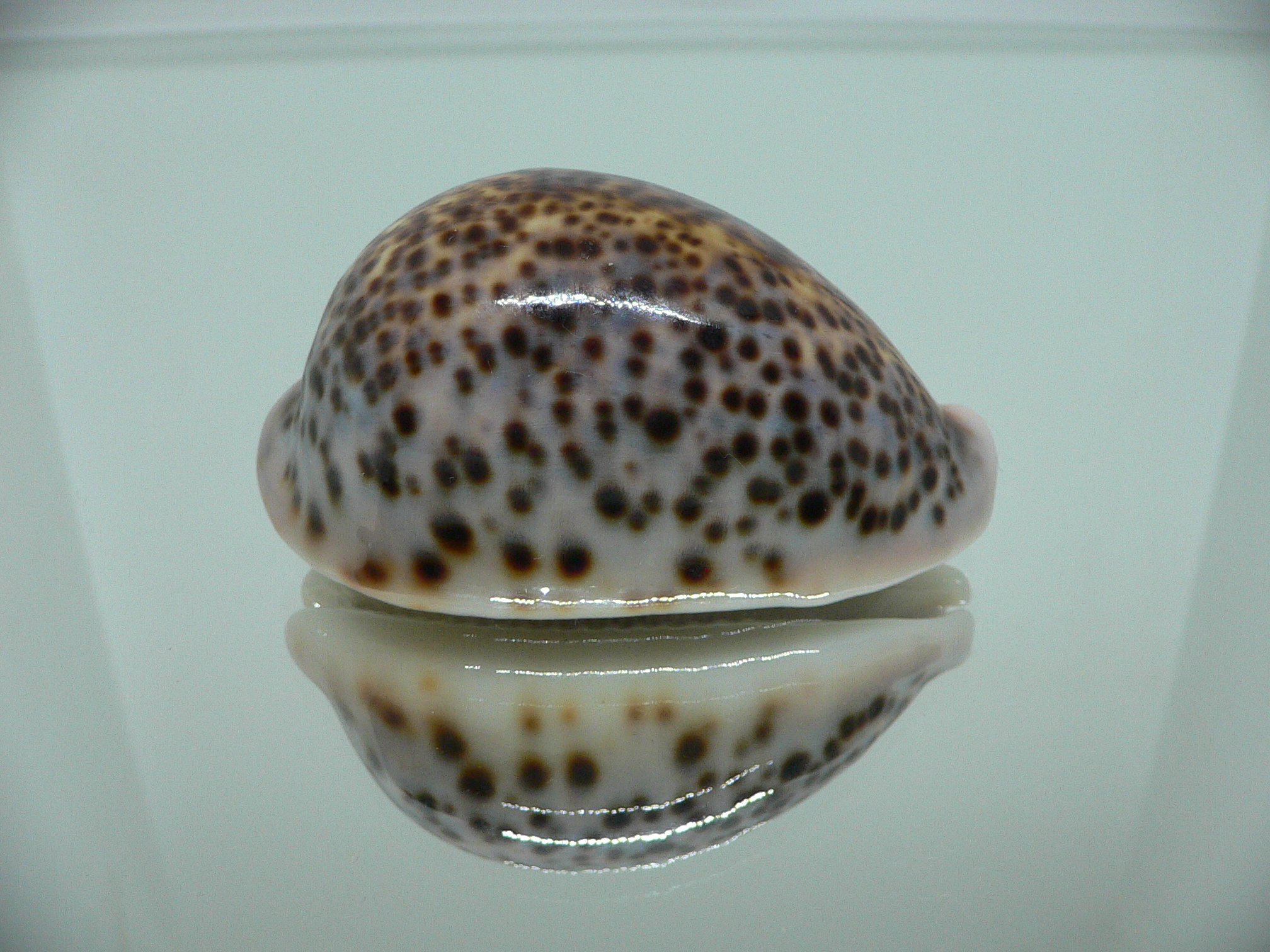 Cypraea pantherina YELLOW-VIOLET COLOR