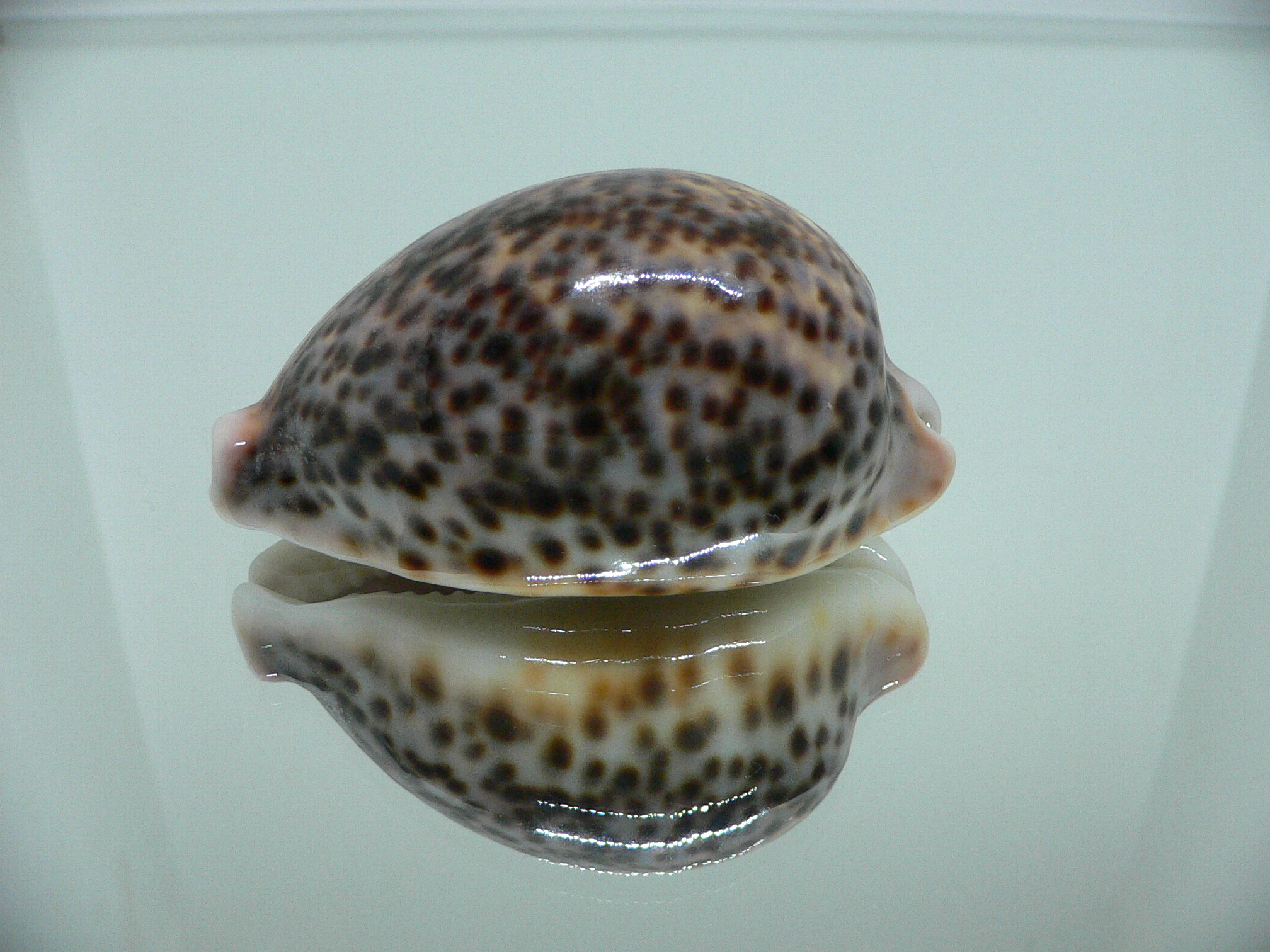 Cypraea pantherina YELLOW-VIOLET COLOR
