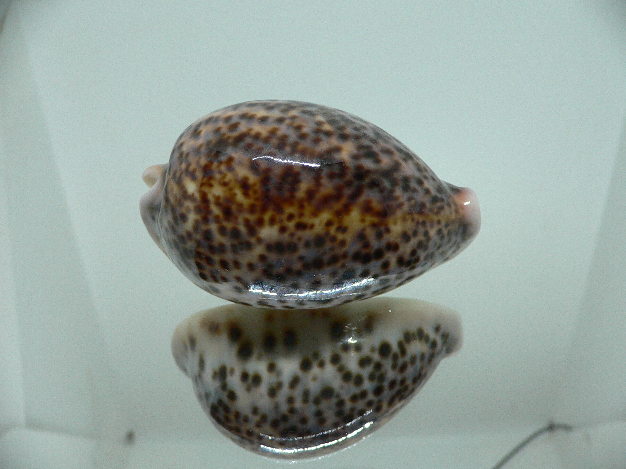 Cypraea pantherina YELLOW-VIOLET COLOR