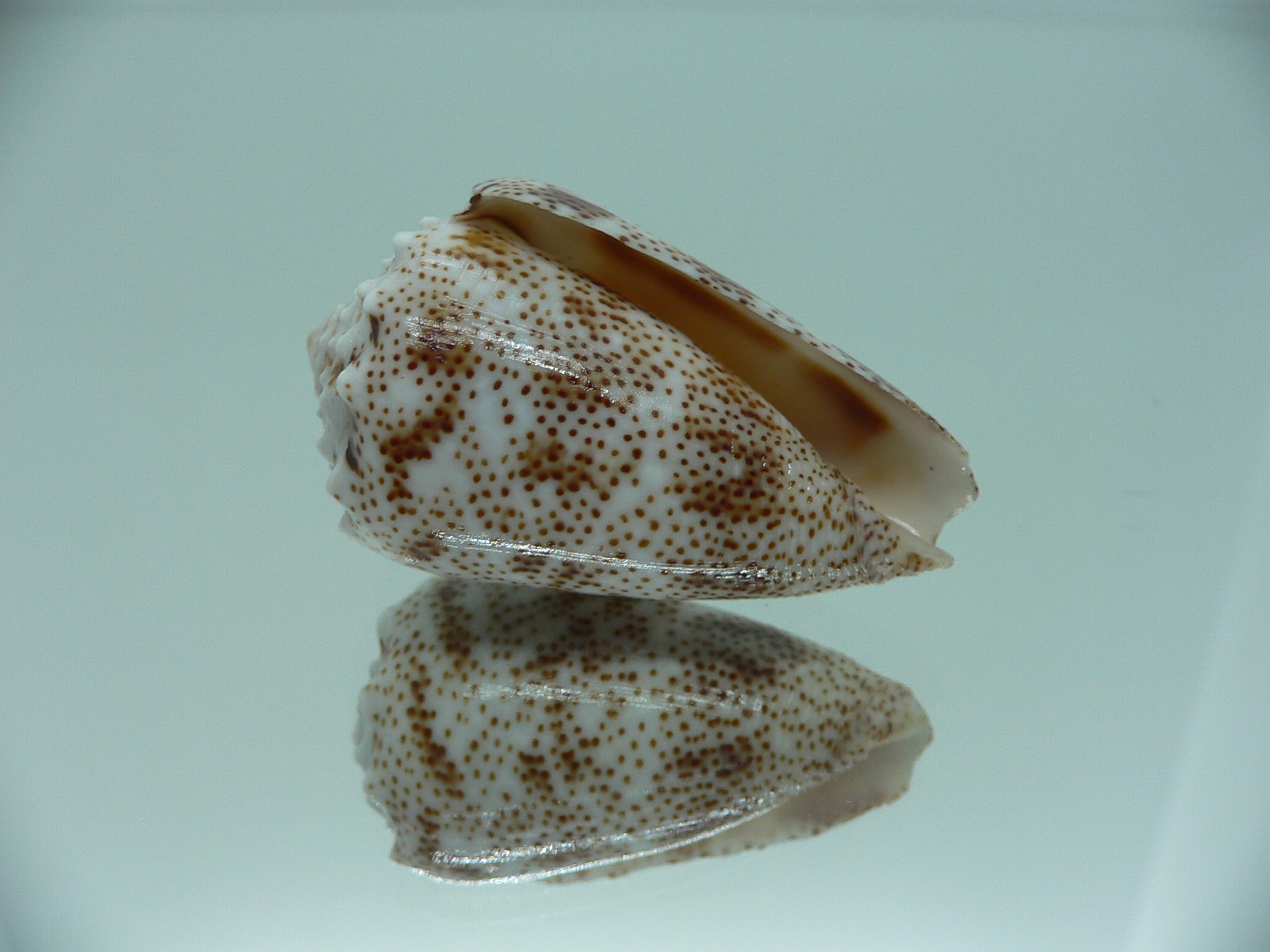 Conus arenatus WIDE & ZIGZAG