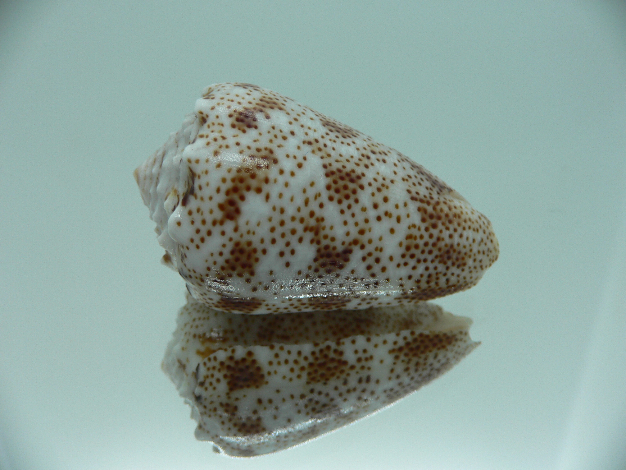 Conus arenatus WIDE & ZIGZAG