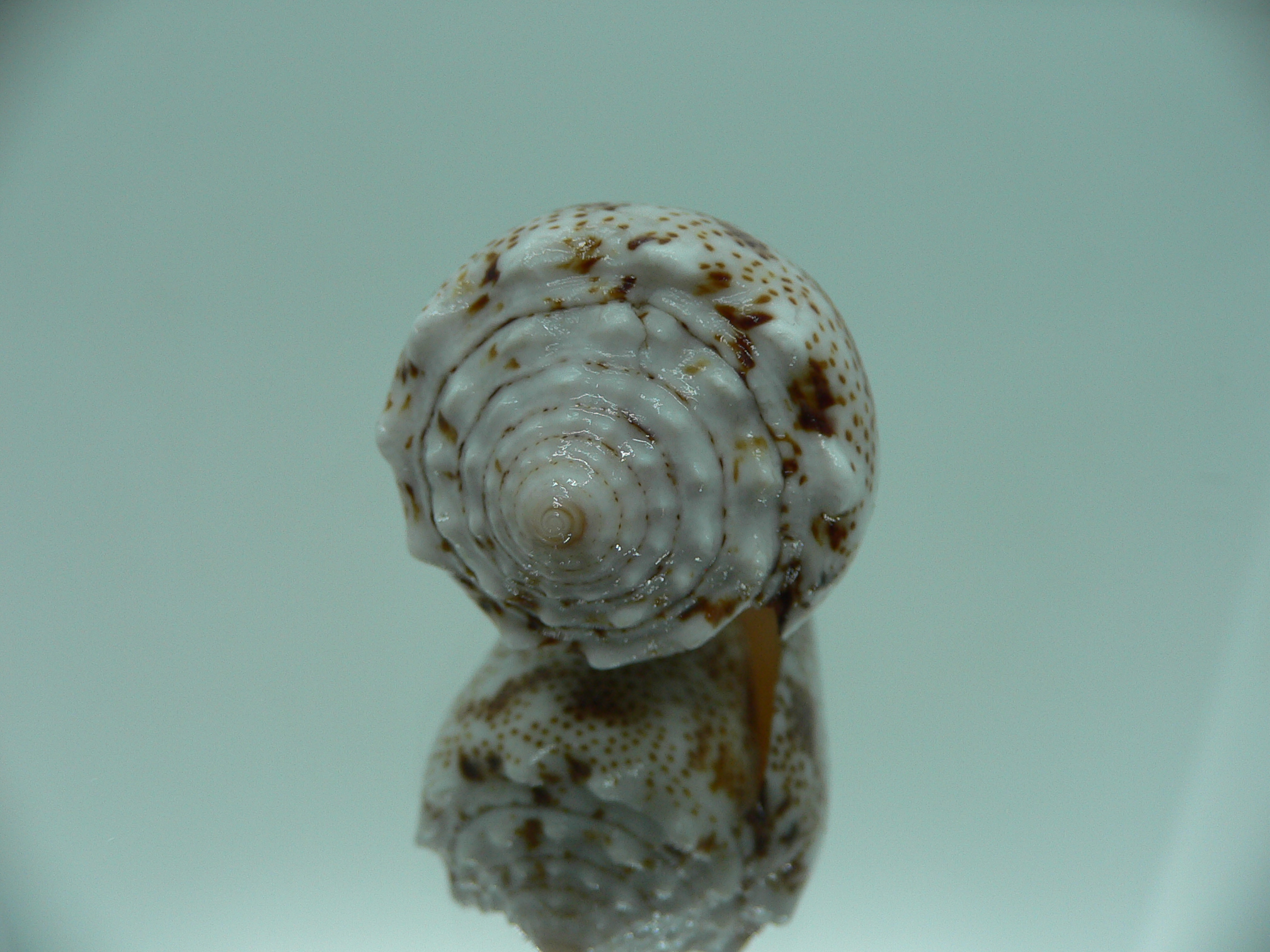 Conus arenatus WIDE & ZIGZAG