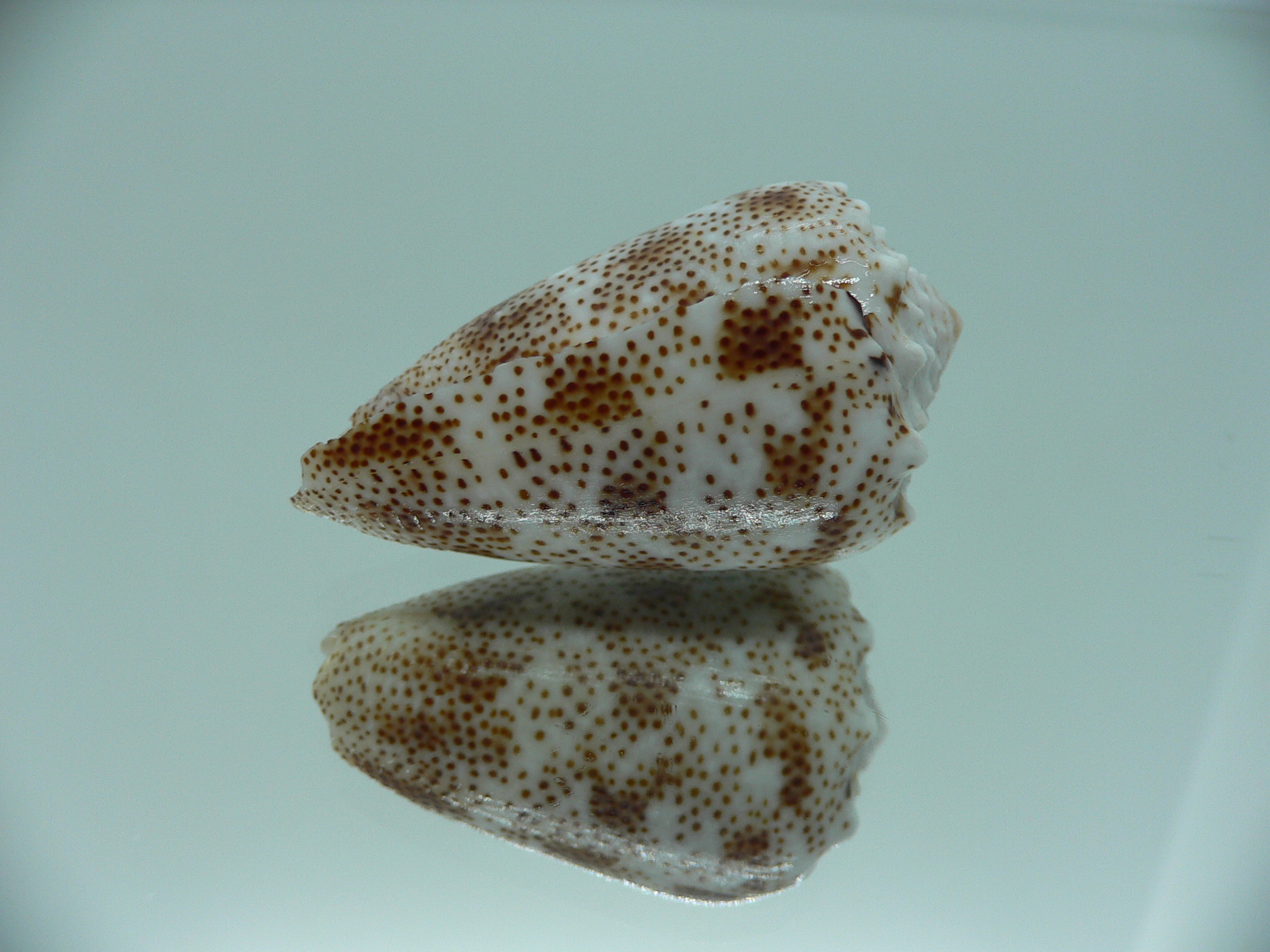 Conus arenatus WIDE & ZIGZAG