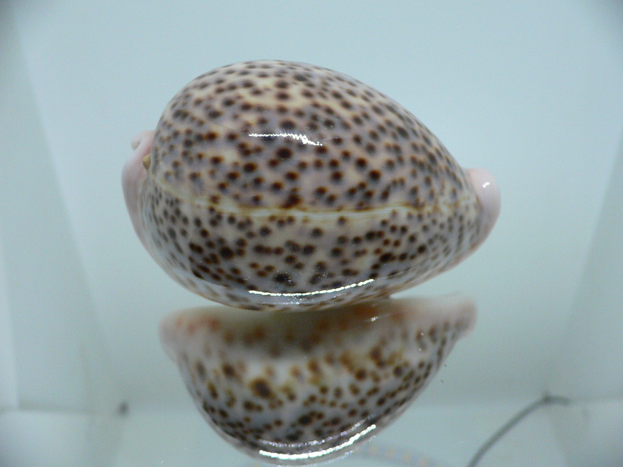 Cypraea pantherina YELLOW-VIOLET