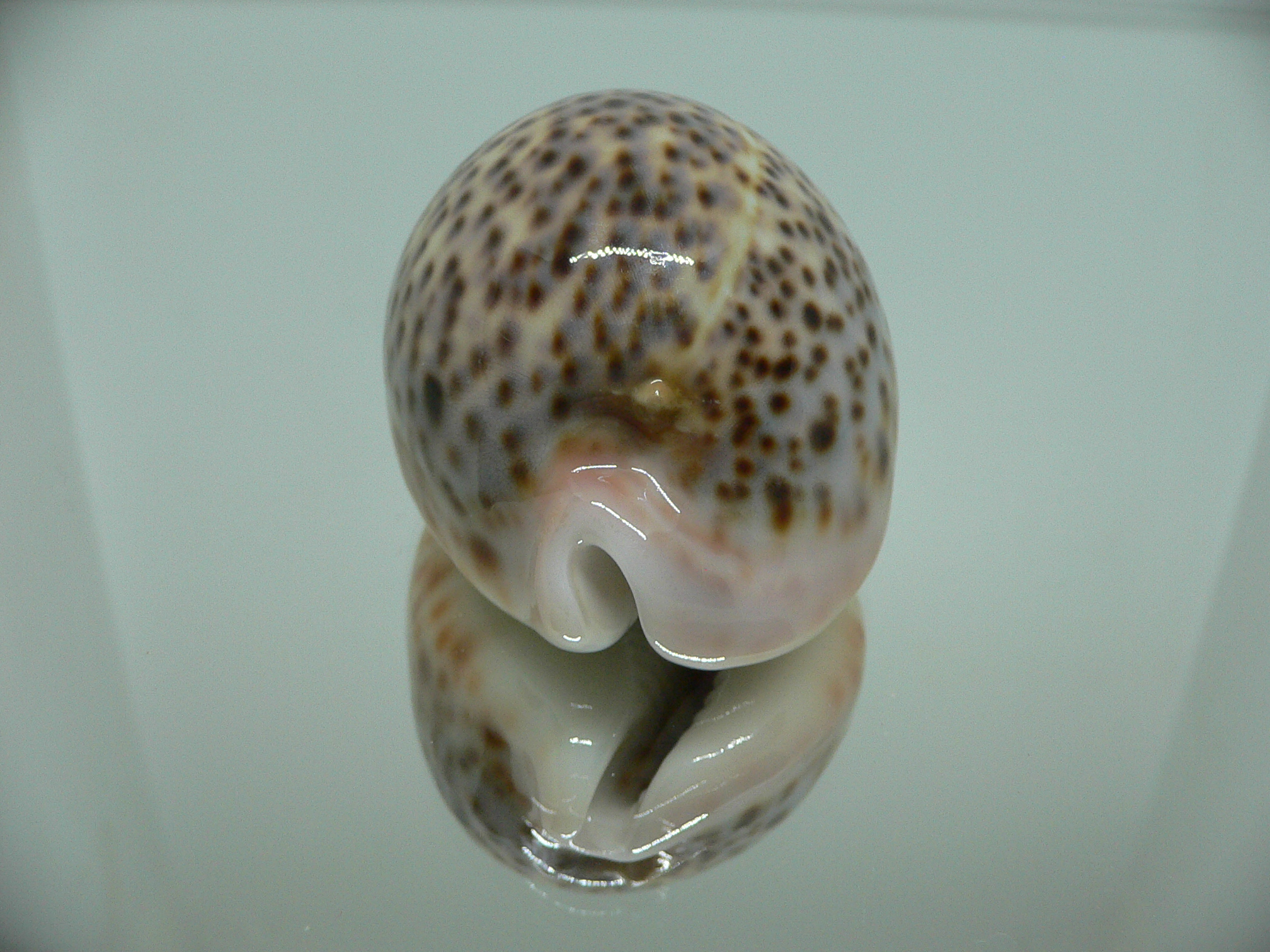 Cypraea pantherina YELLOW-VIOLET