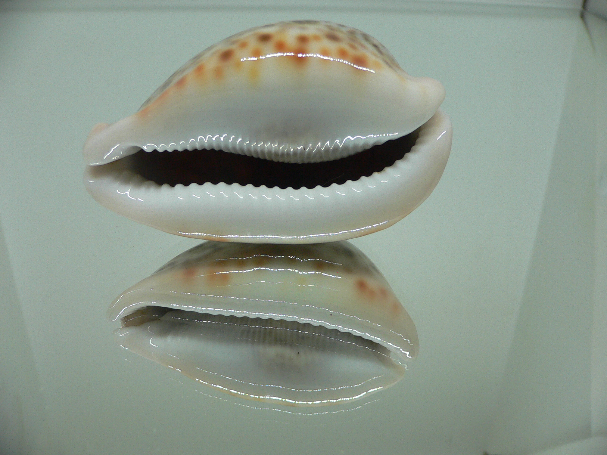 Cypraea pantherina YELLOW-VIOLET