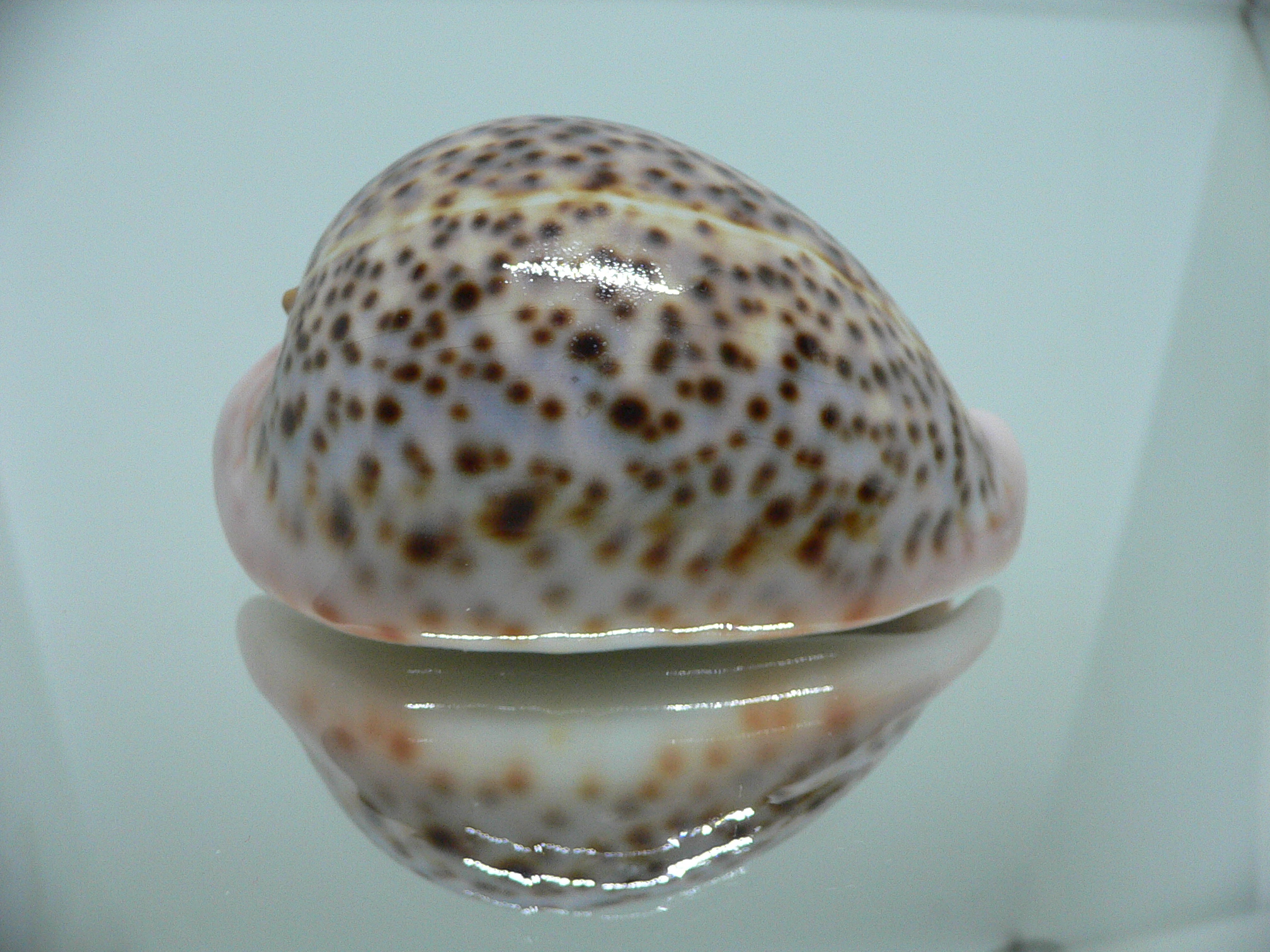 Cypraea pantherina YELLOW-VIOLET