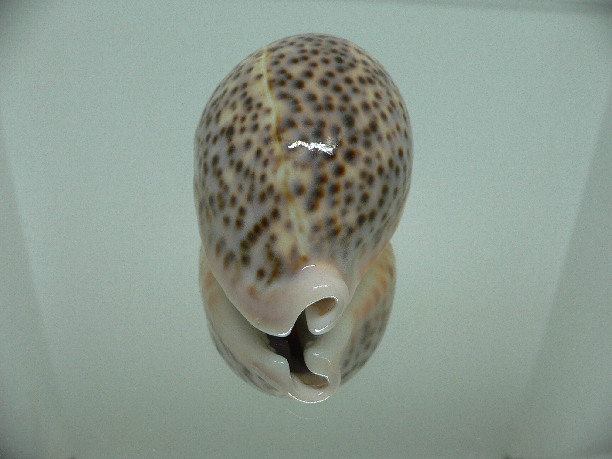 Cypraea pantherina YELLOW-VIOLET