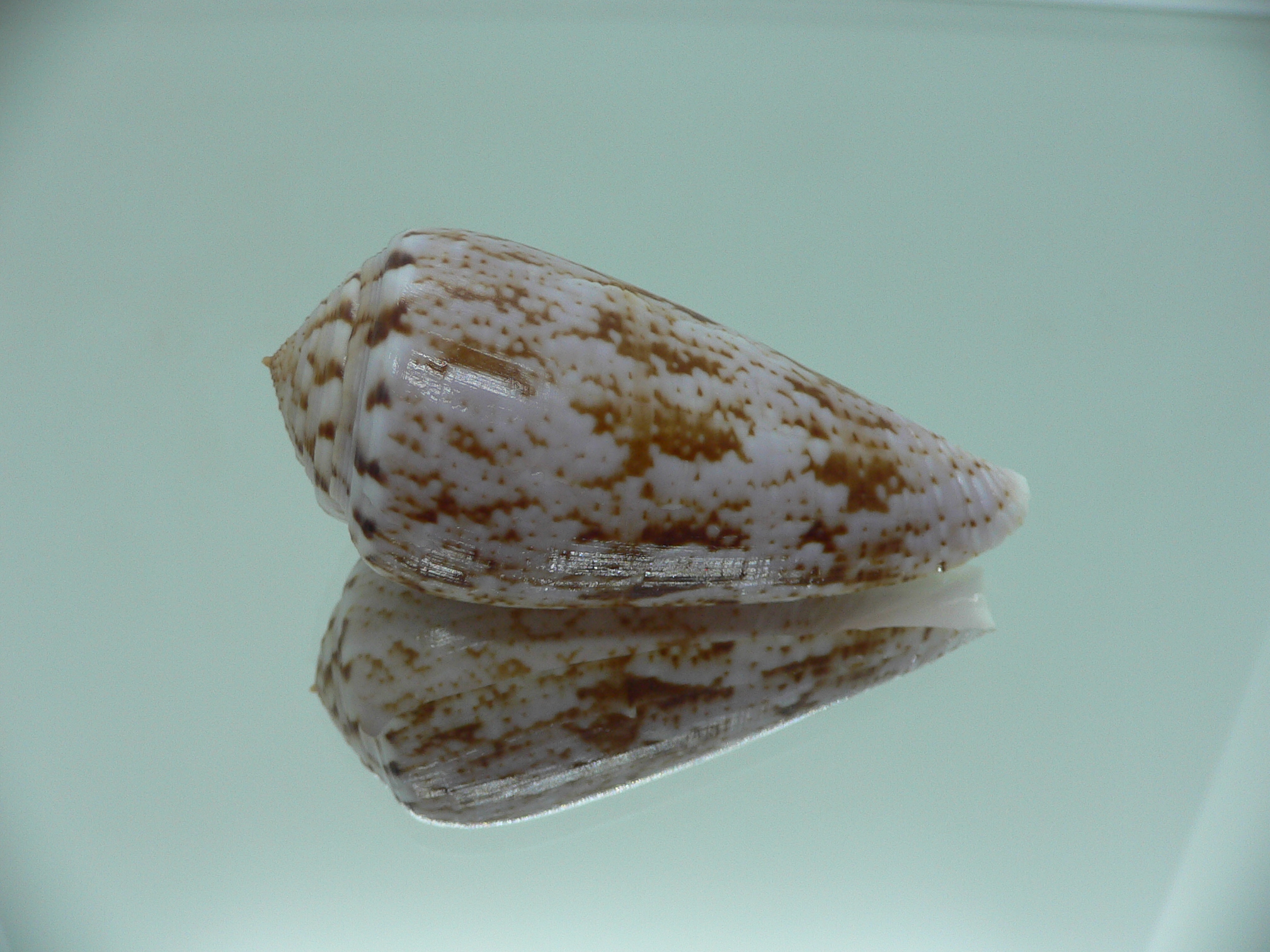 Conus kinoshitai