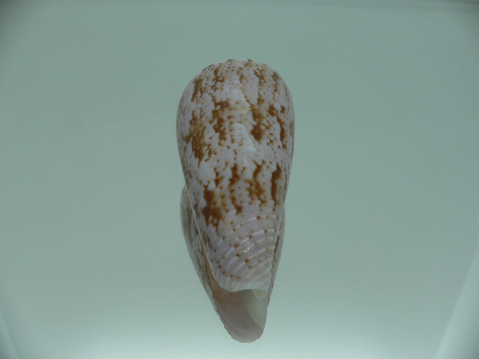 Conus kinoshitai