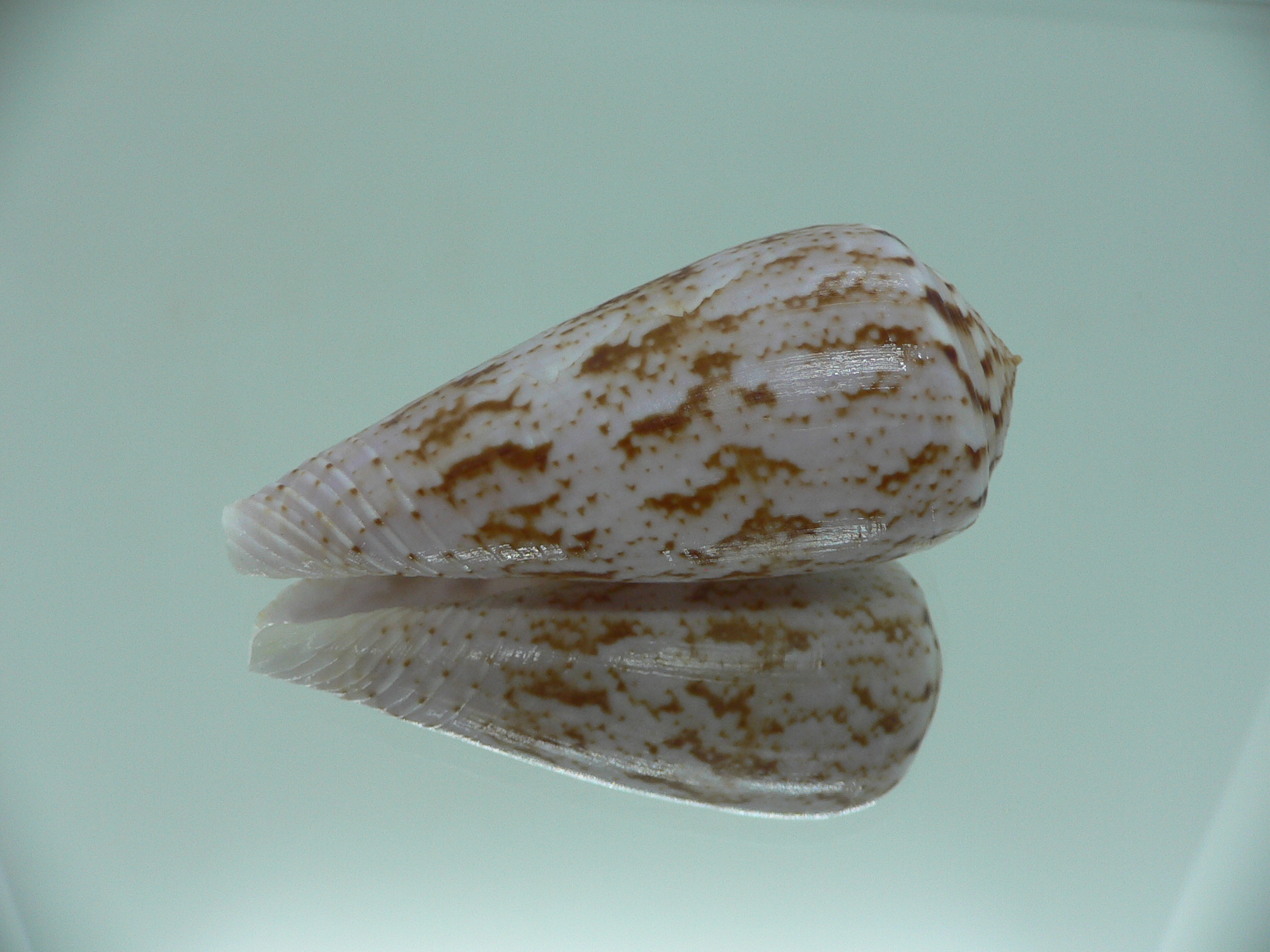 Conus kinoshitai