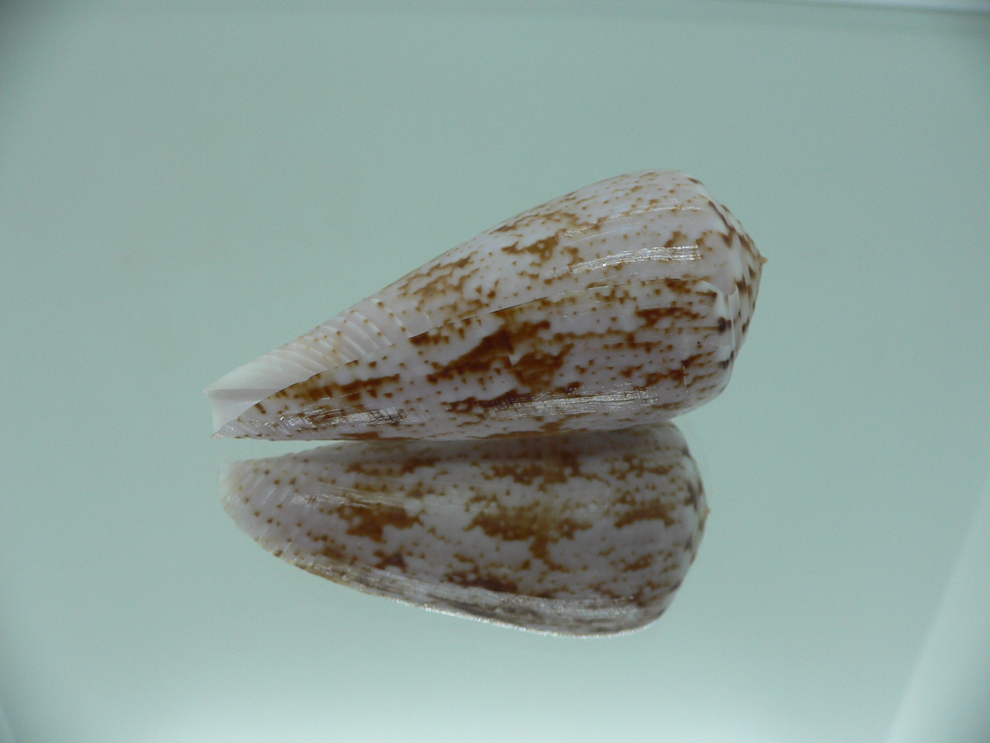 Conus kinoshitai