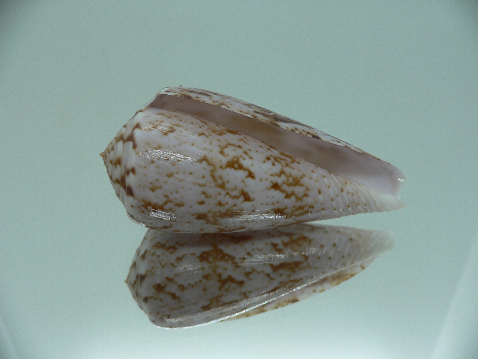Conus kinoshitai