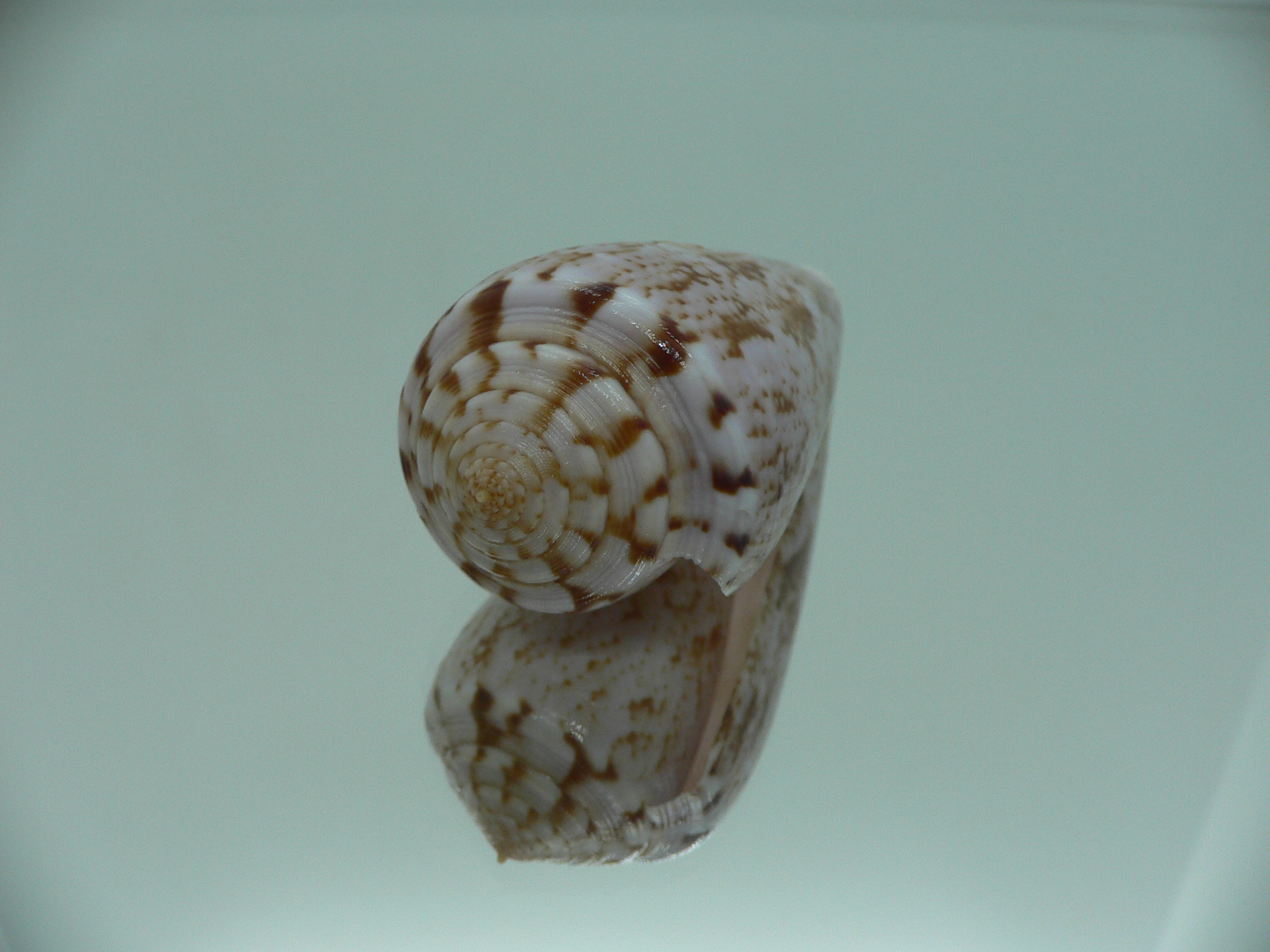 Conus kinoshitai