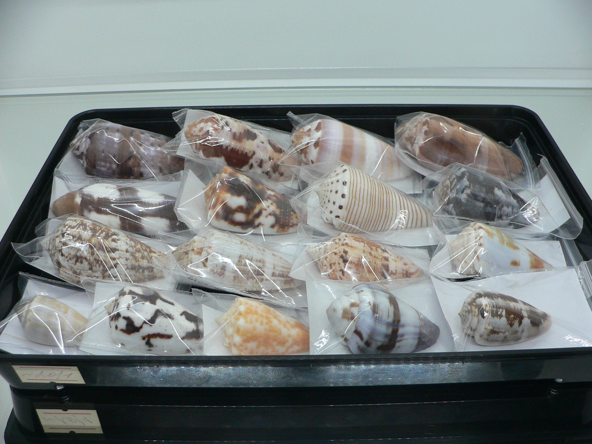 Conus kinoshitai
