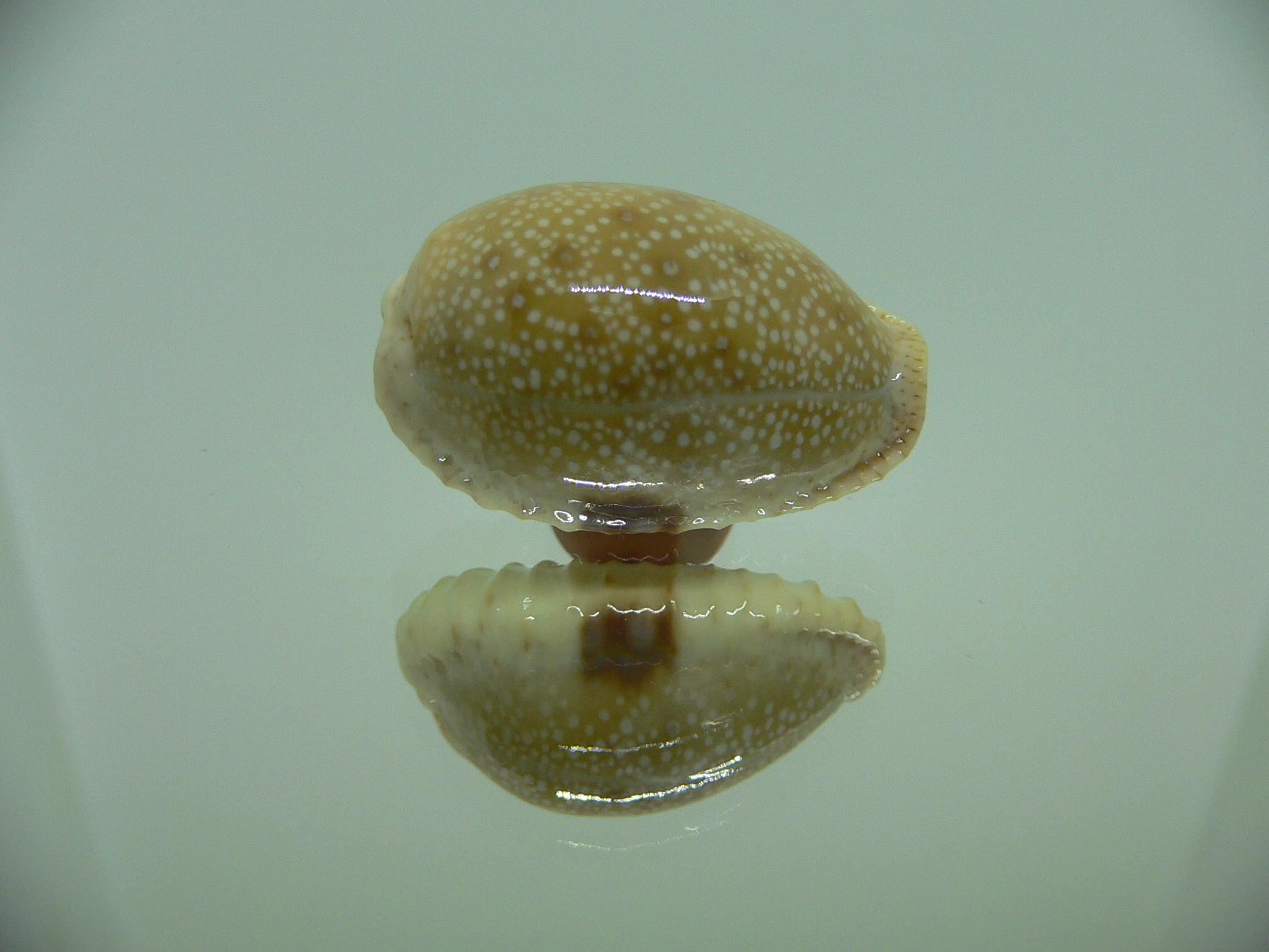 Cypraea erosa erosa SUPER & WIDE