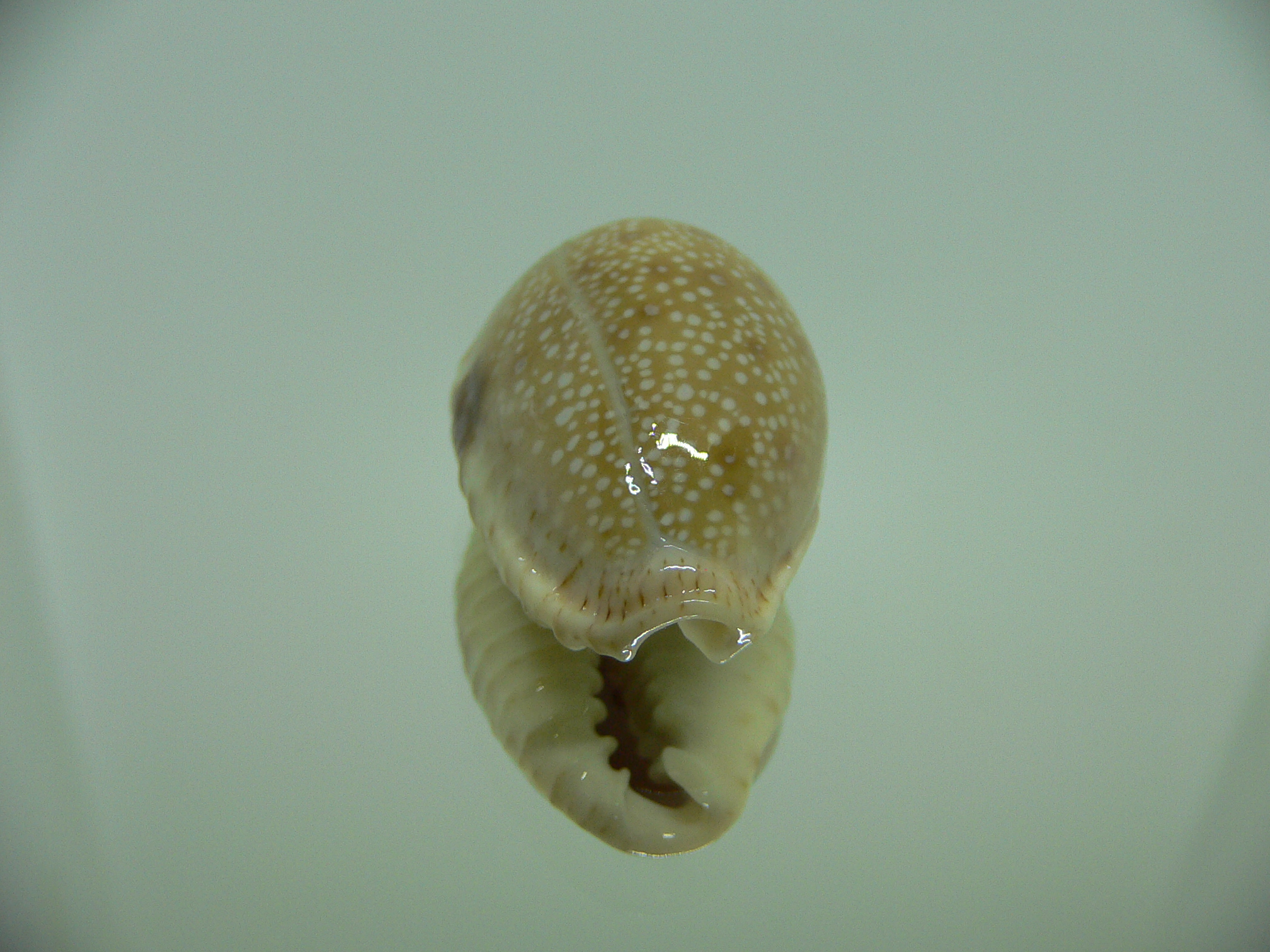 Cypraea erosa erosa SUPER & WIDE