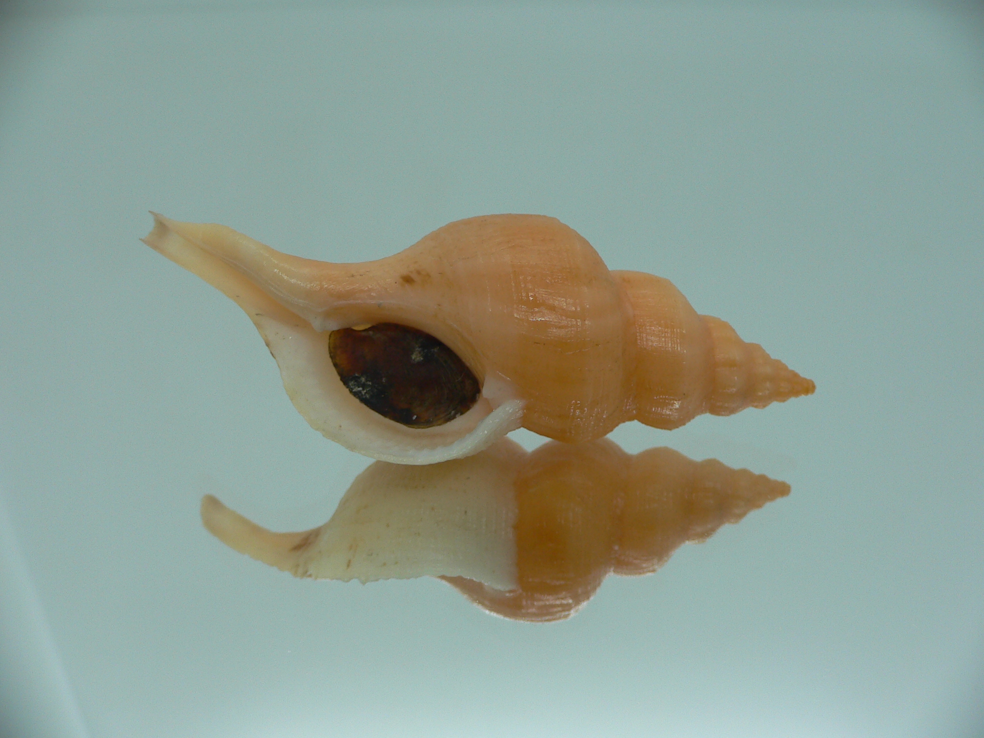 Siphonofusus lubricus BIG & ORANGE