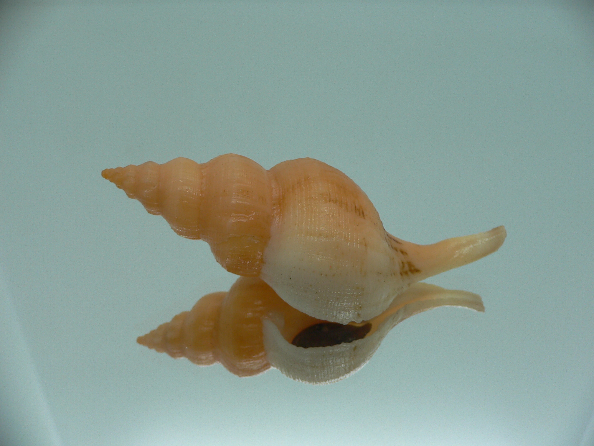 Siphonofusus lubricus BIG & ORANGE