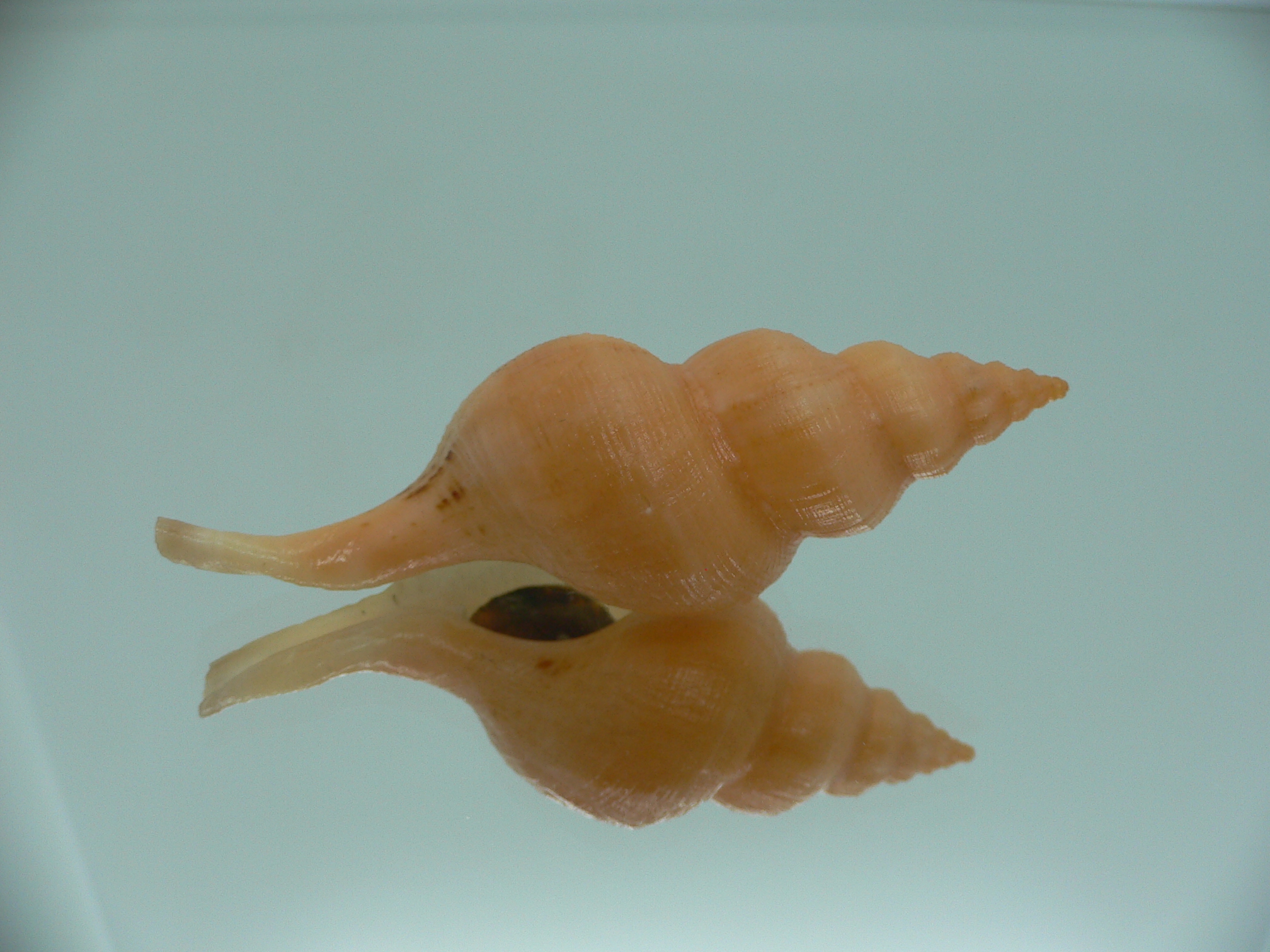 Siphonofusus lubricus BIG & ORANGE