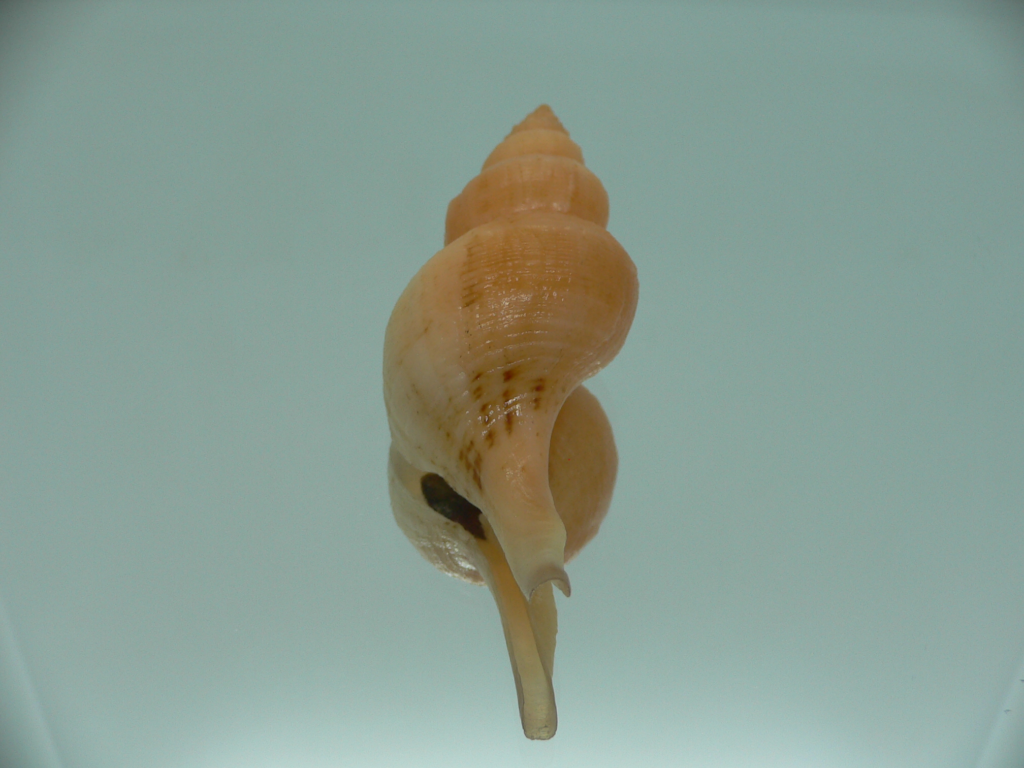 Siphonofusus lubricus BIG & ORANGE