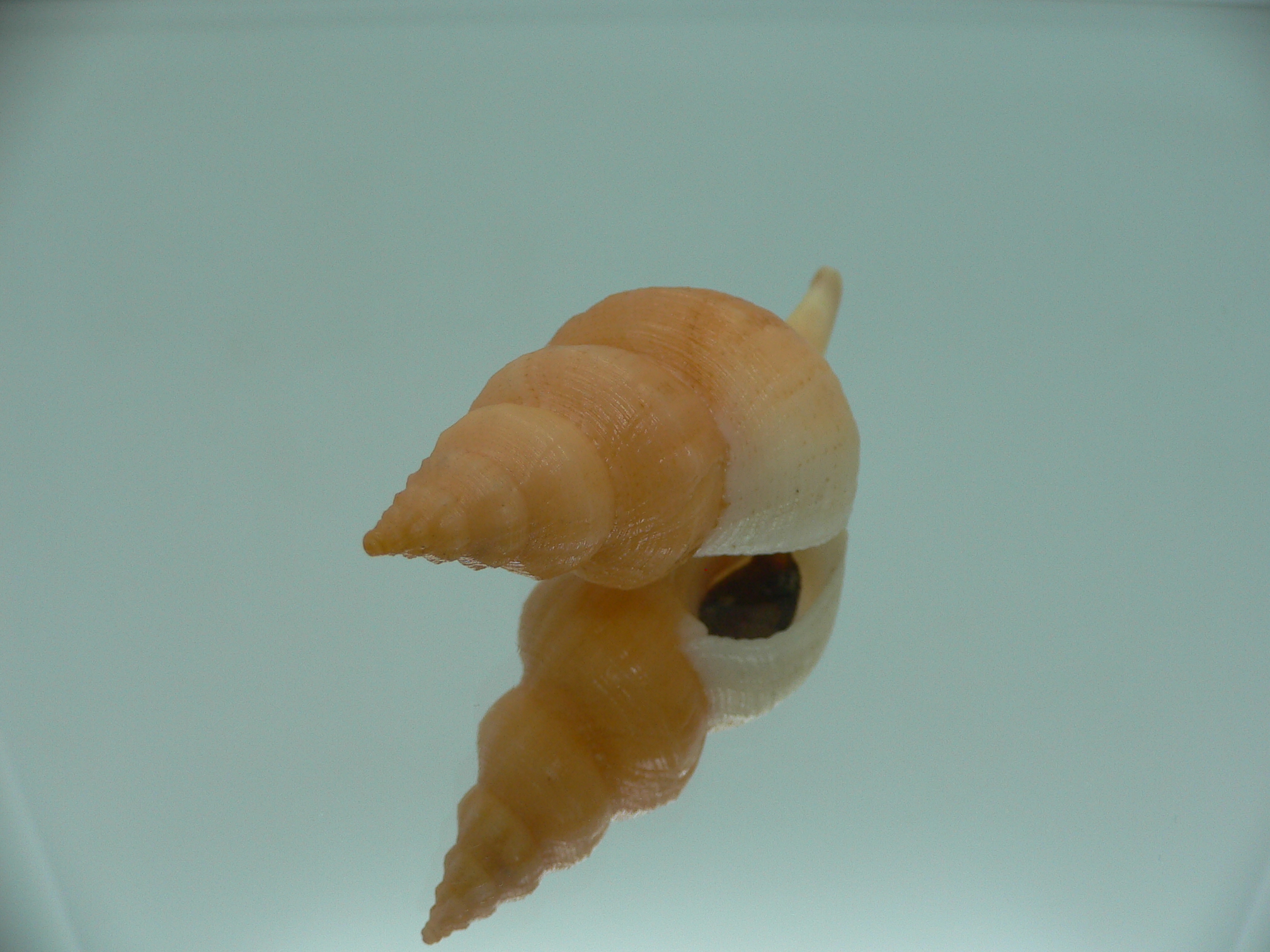 Siphonofusus lubricus BIG & ORANGE