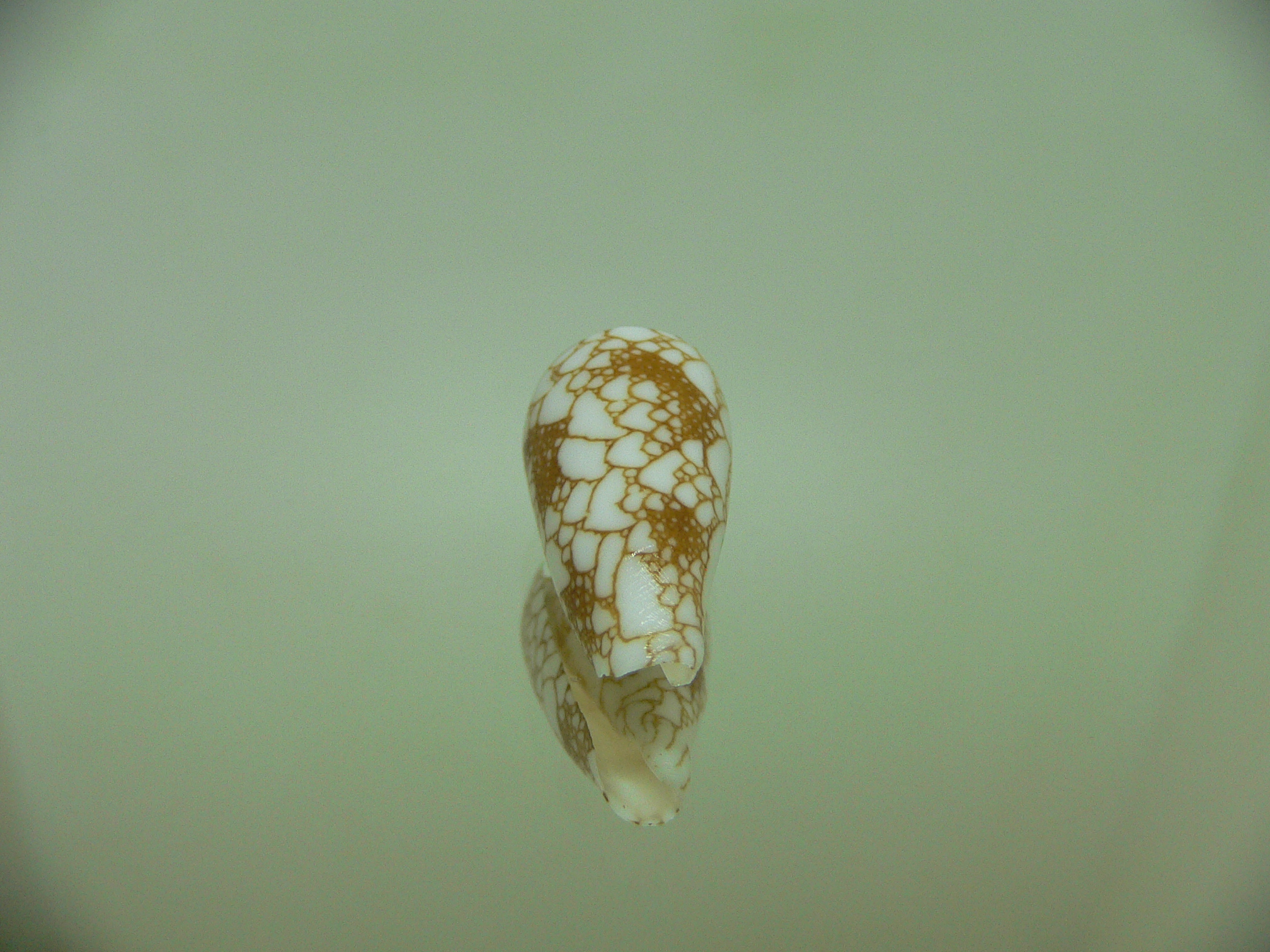 Conus brandonensis