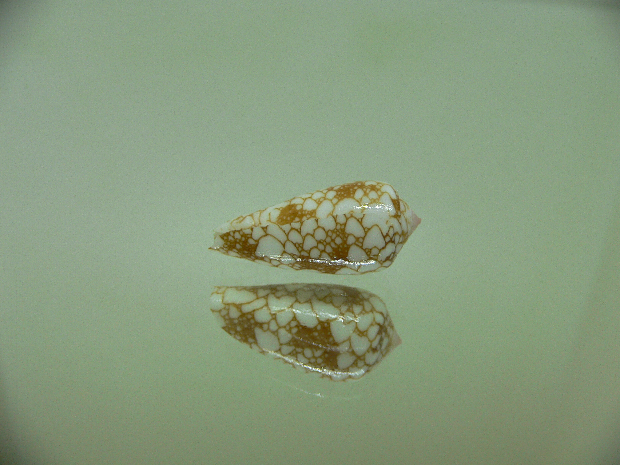 Conus brandonensis