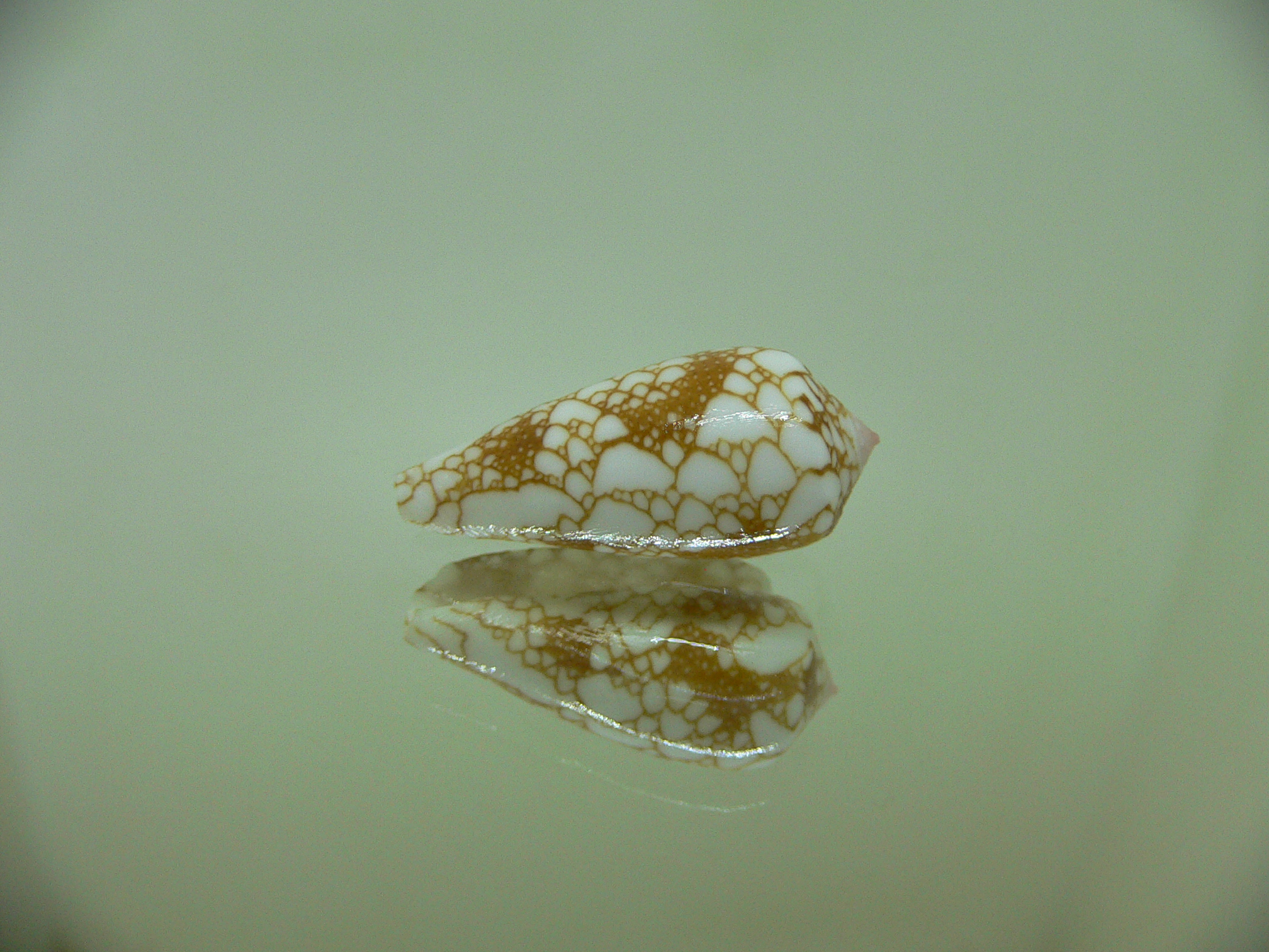 Conus brandonensis