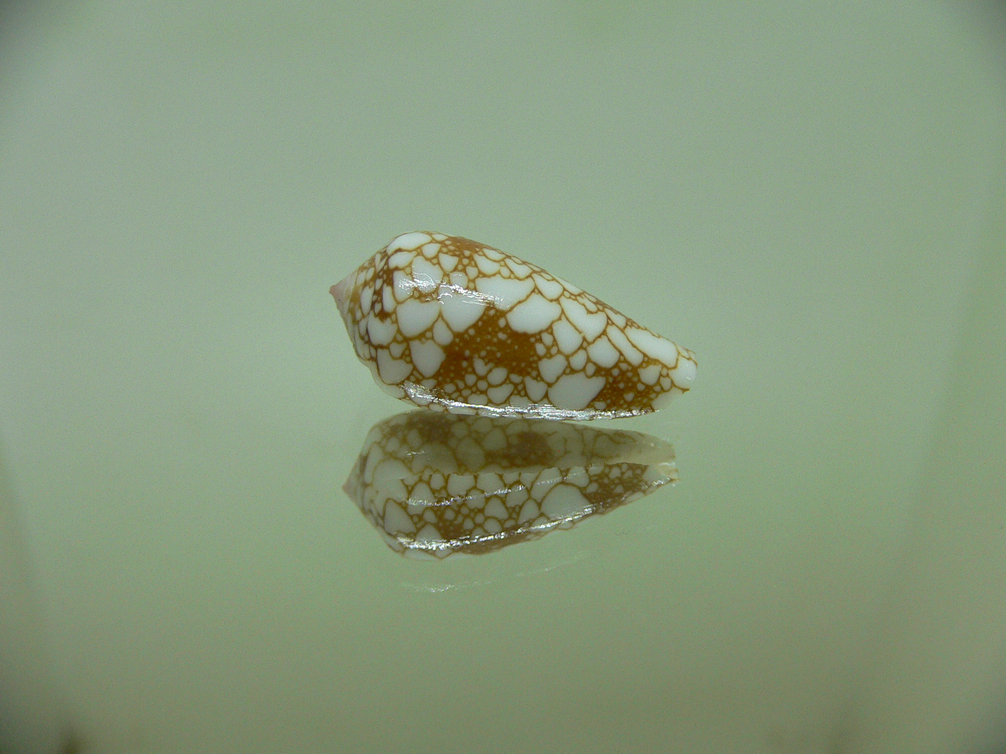 Conus brandonensis