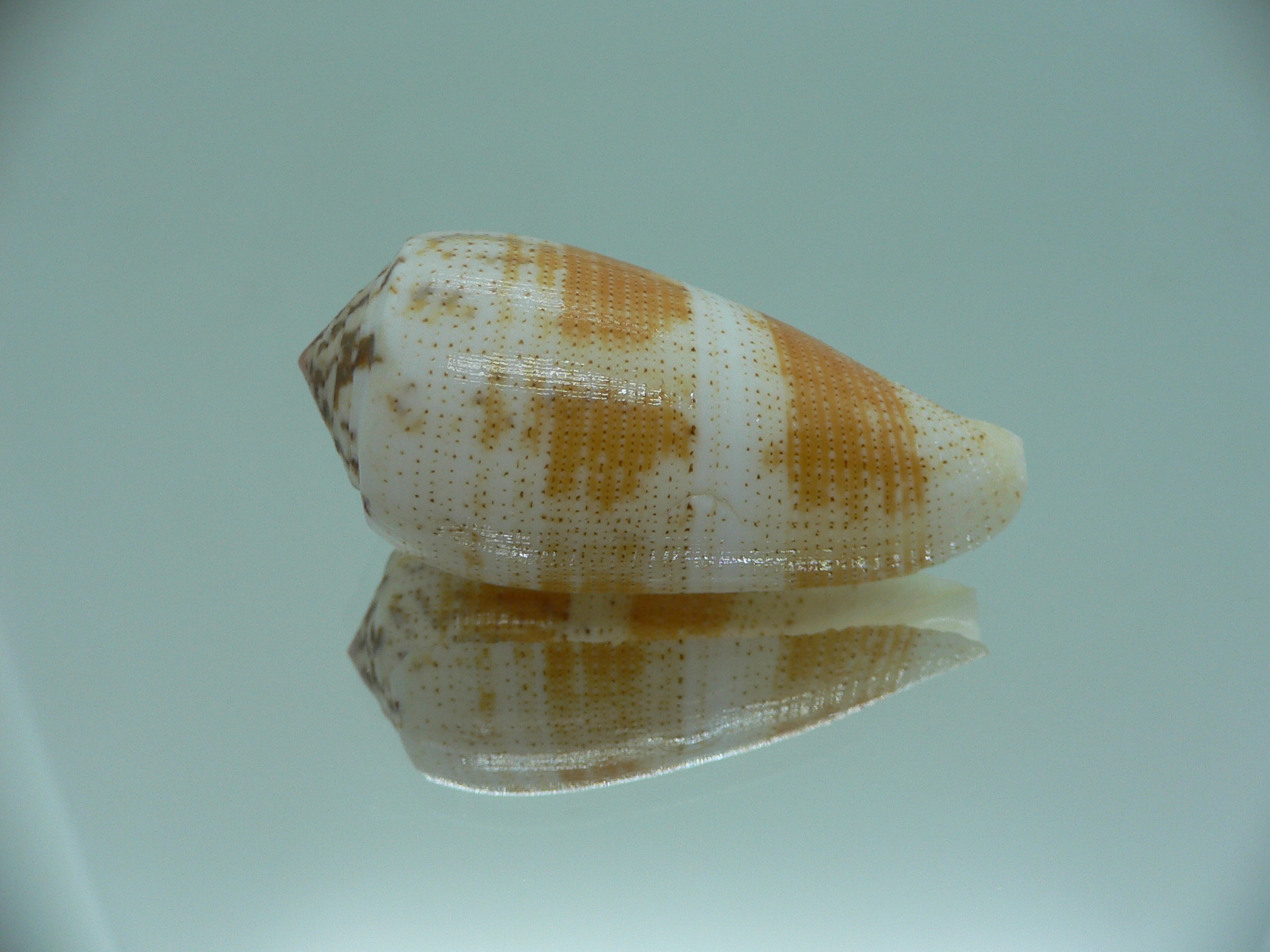 Conus magus epistomium (var.)