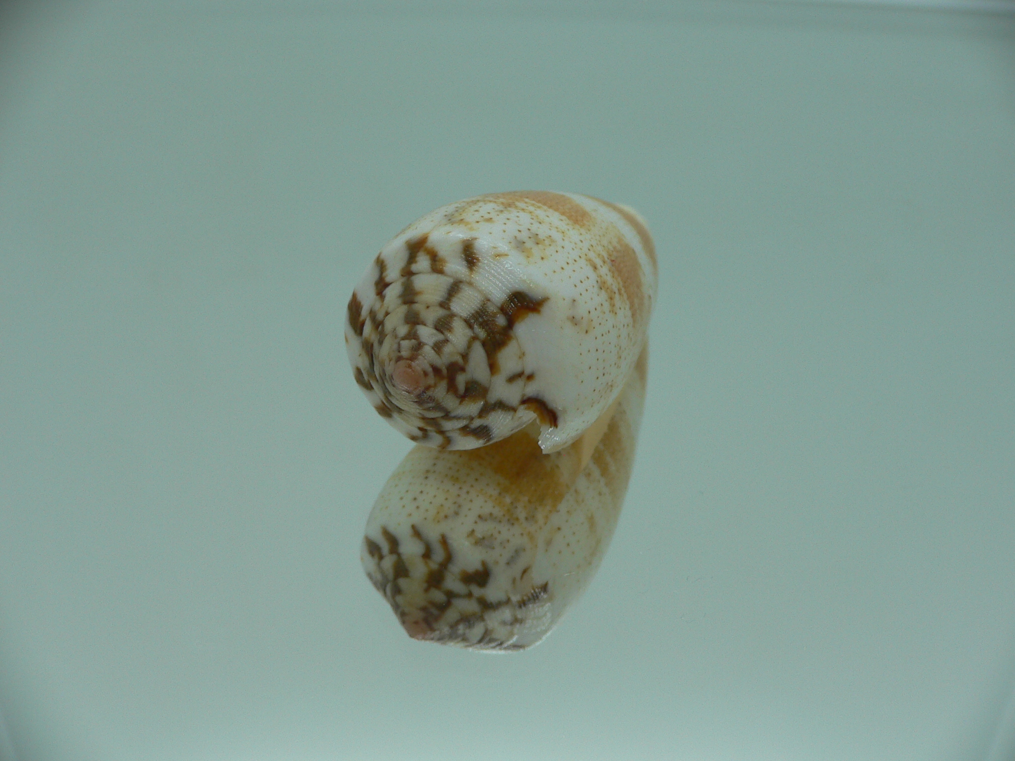 Conus magus epistomium (var.)