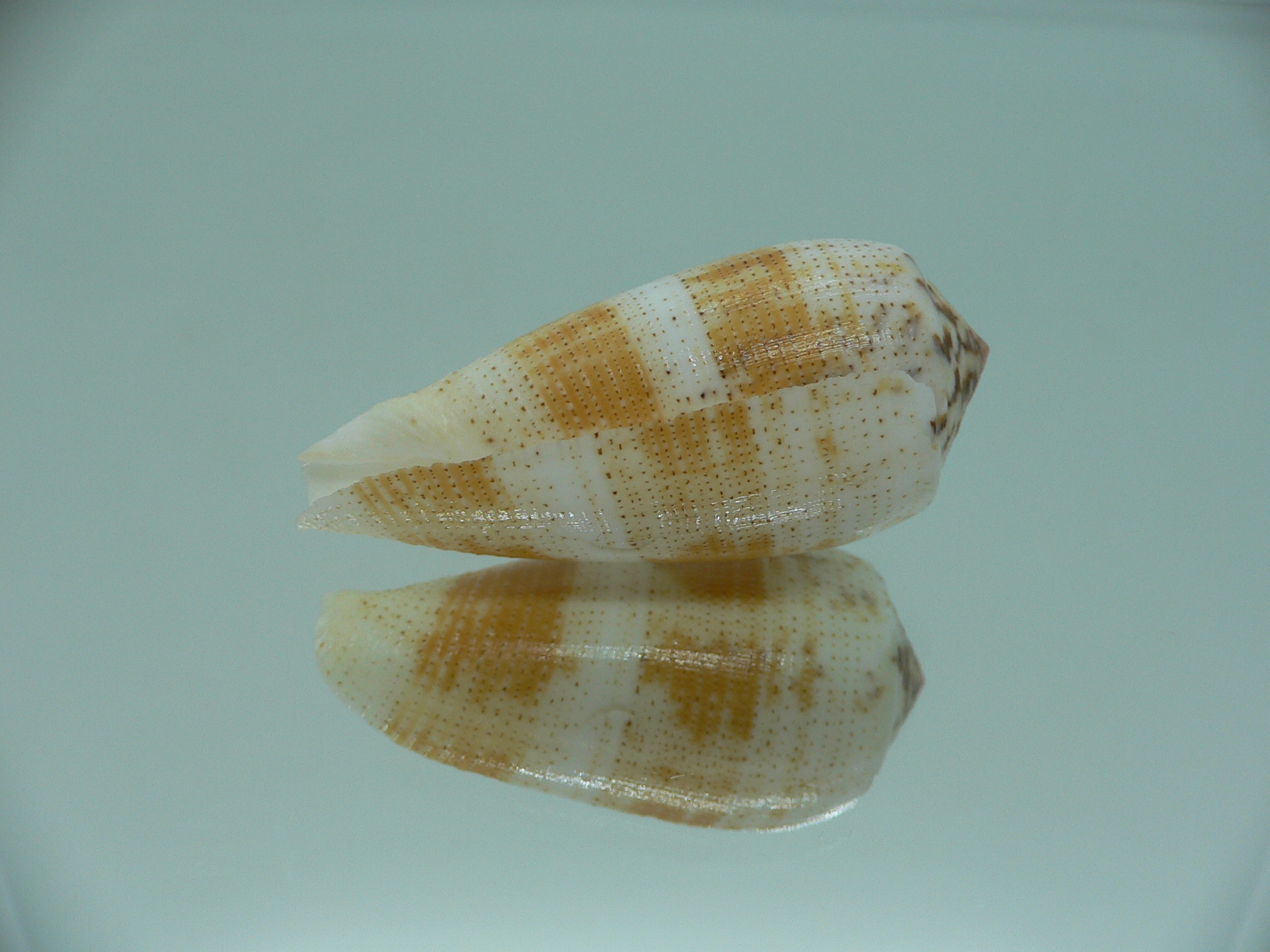 Conus magus epistomium (var.)