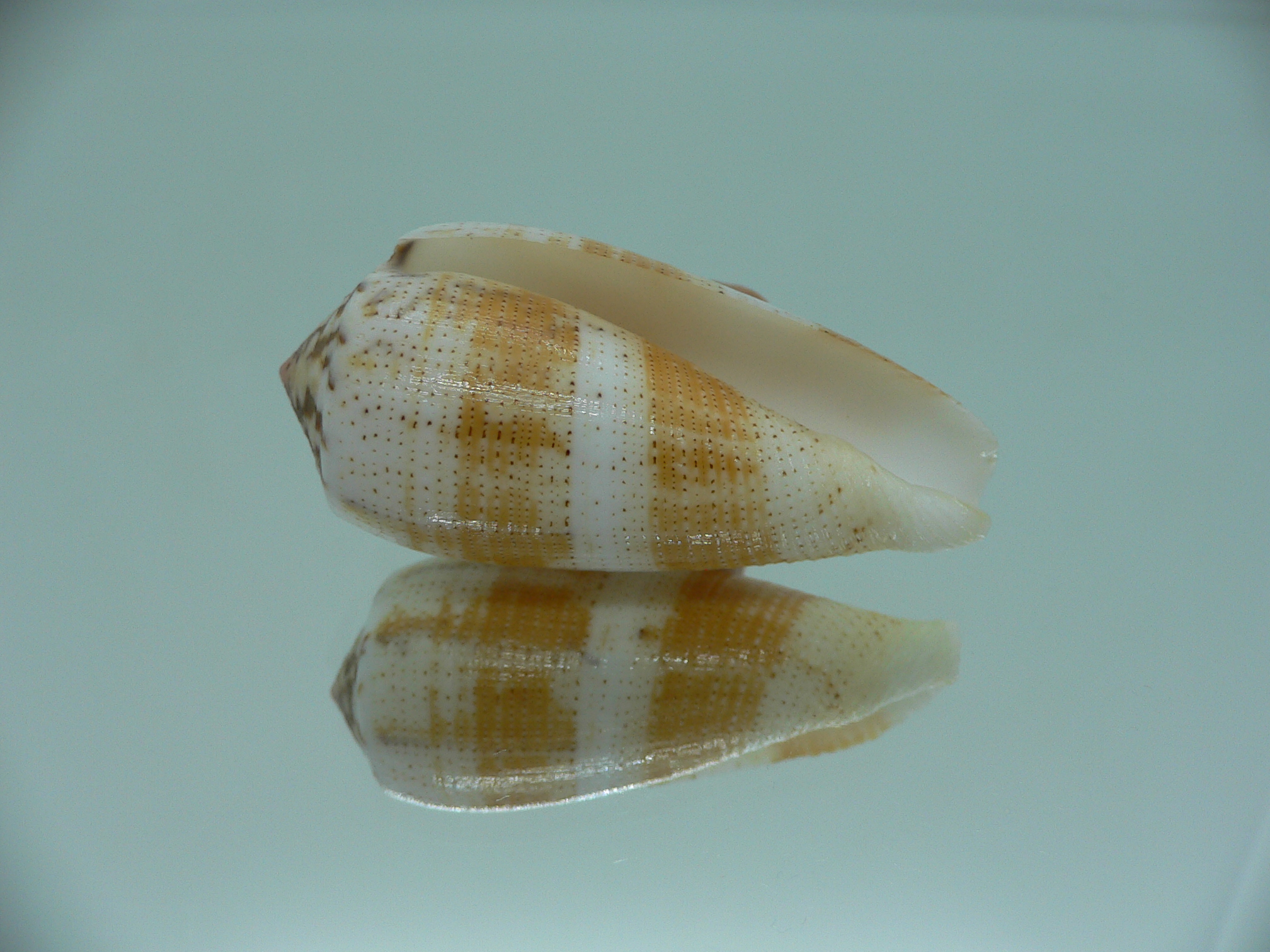 Conus magus epistomium (var.)