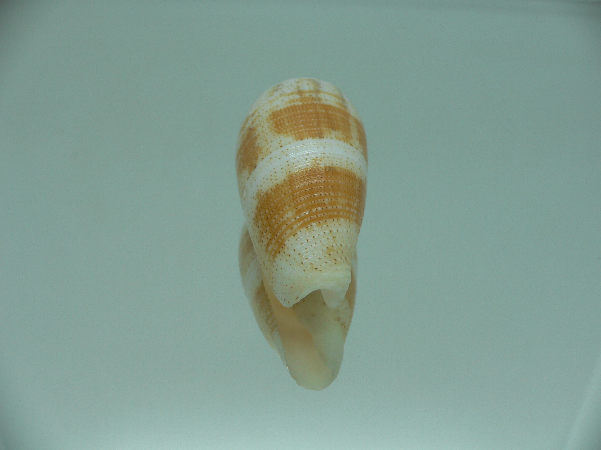 Conus magus epistomium (var.)