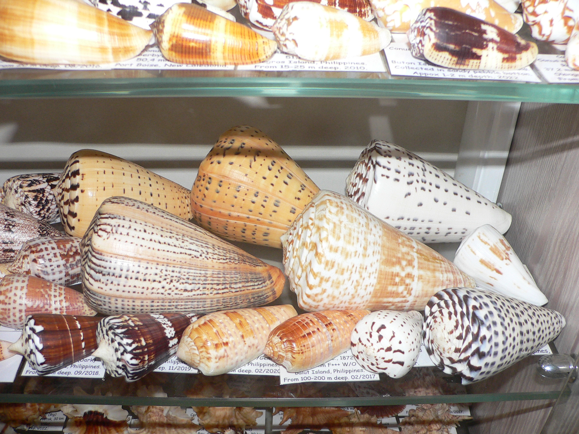 Conus magus epistomium (var.)