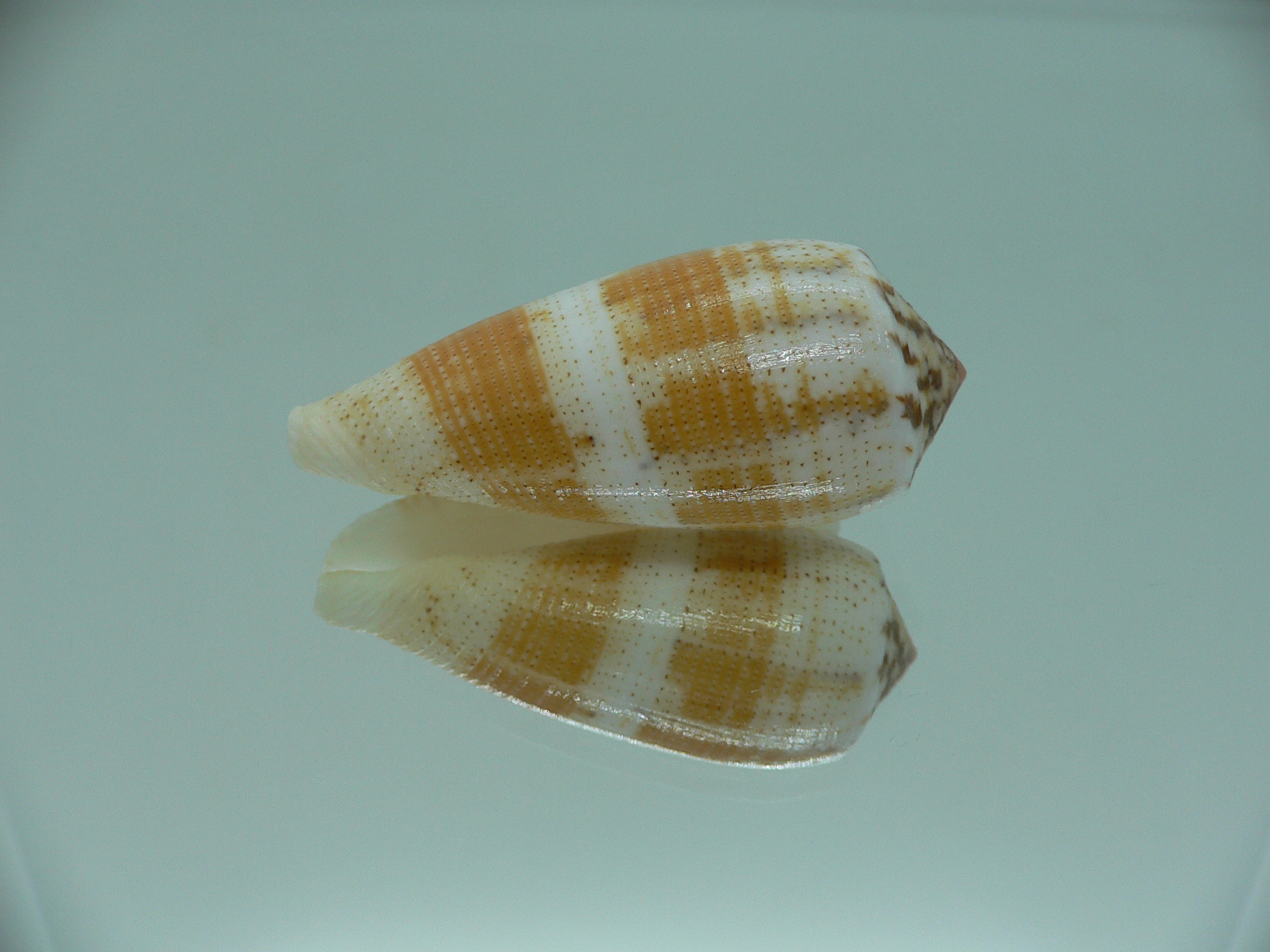 Conus magus epistomium (var.)