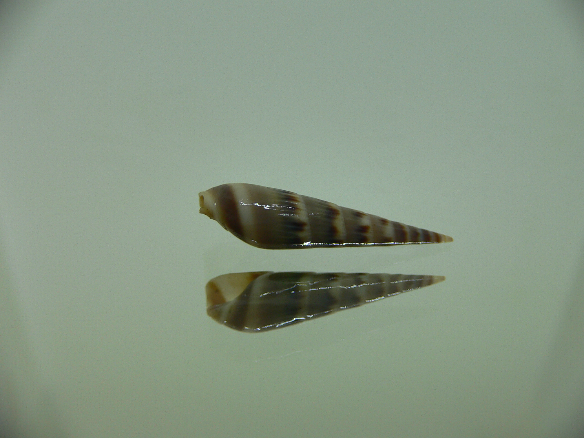 Impages maryleeae tobagoensis (var.) GIANT