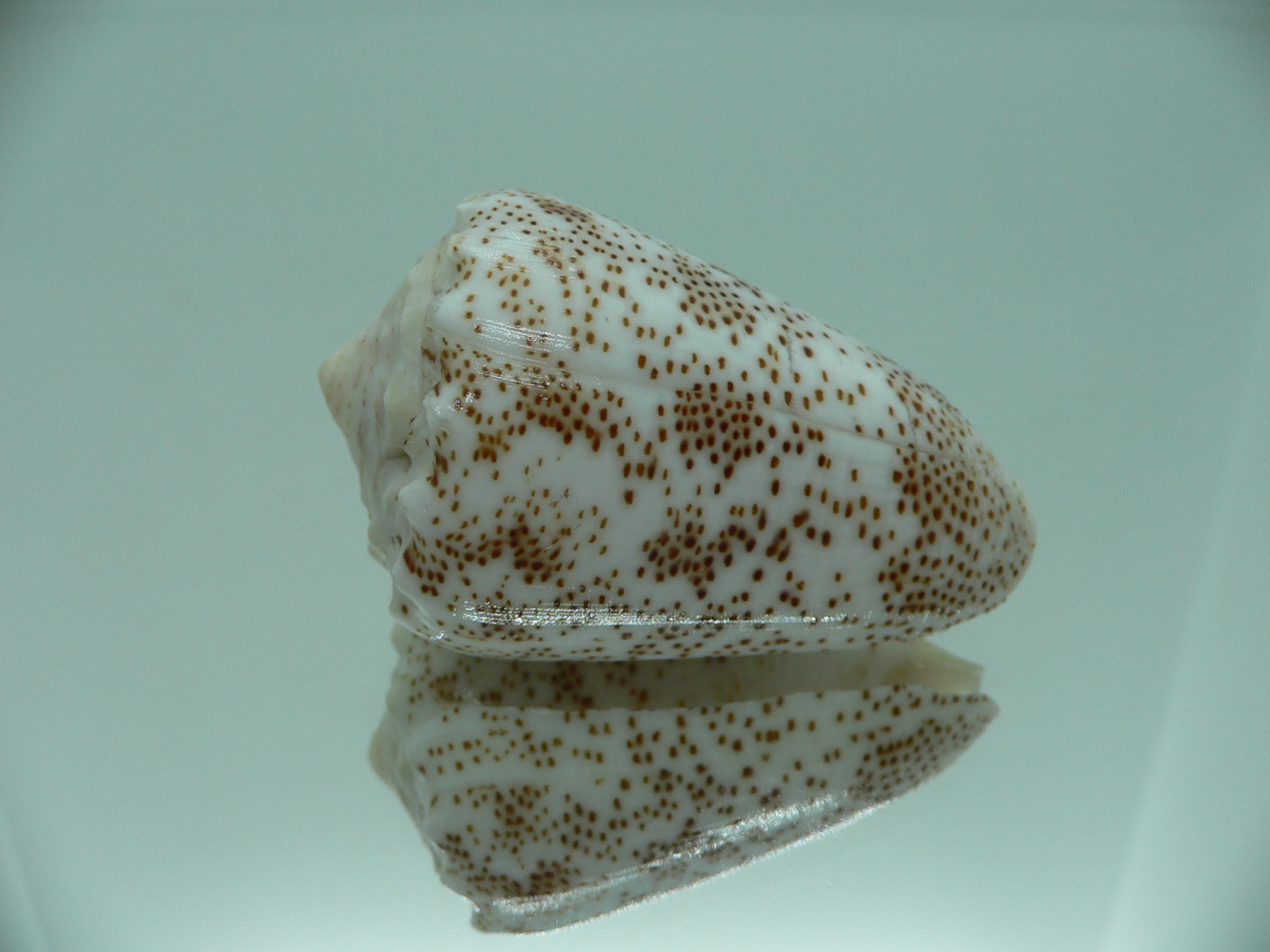 Conus arenatus WIDE