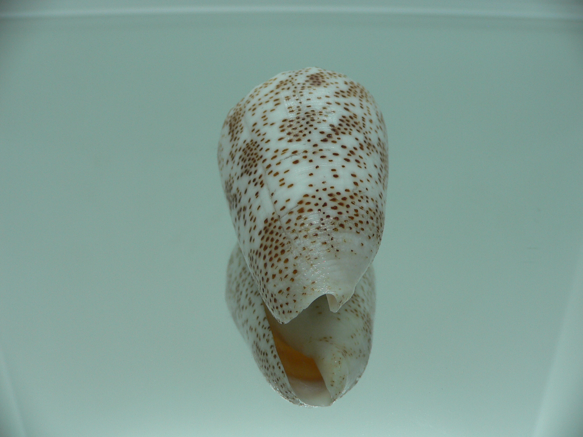 Conus arenatus WIDE