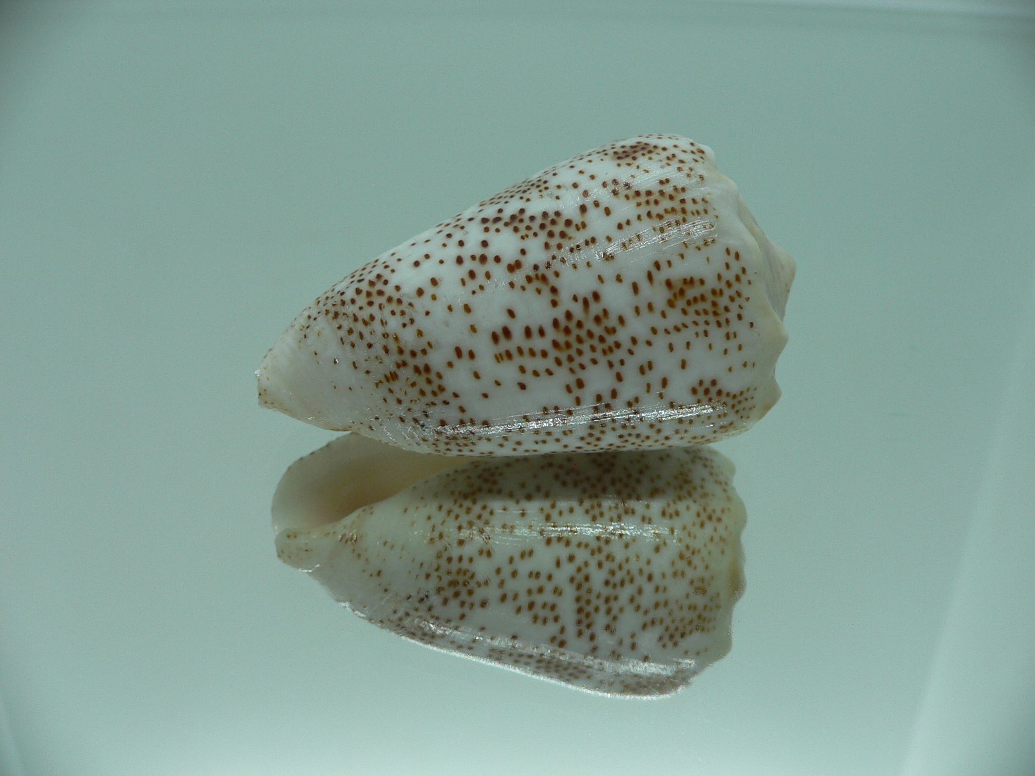 Conus arenatus WIDE